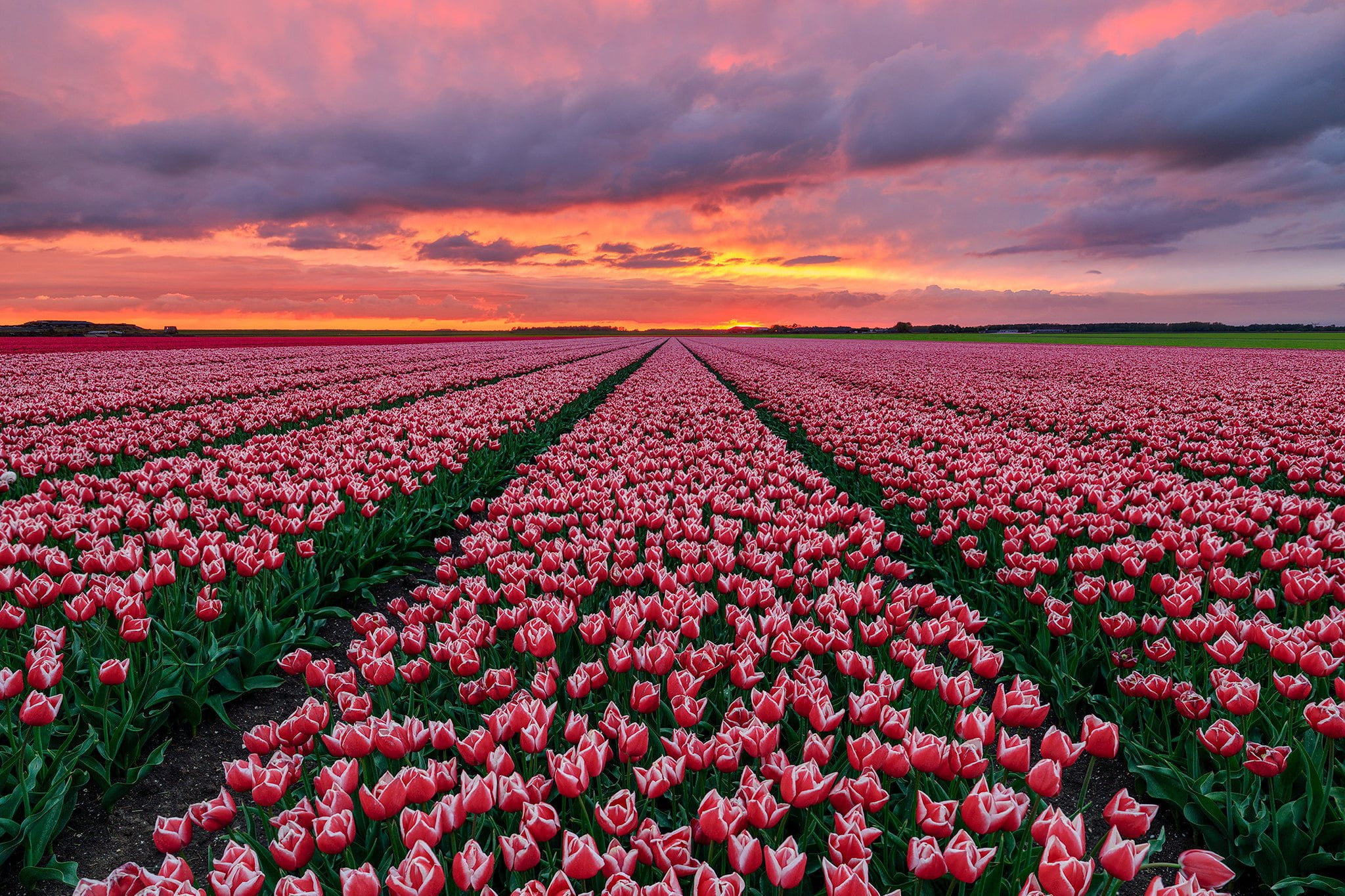 Nature, Netherlands, 1080P, Flowers, Pink Flower, Sunset, Tulip, Field, HD Wallpaper