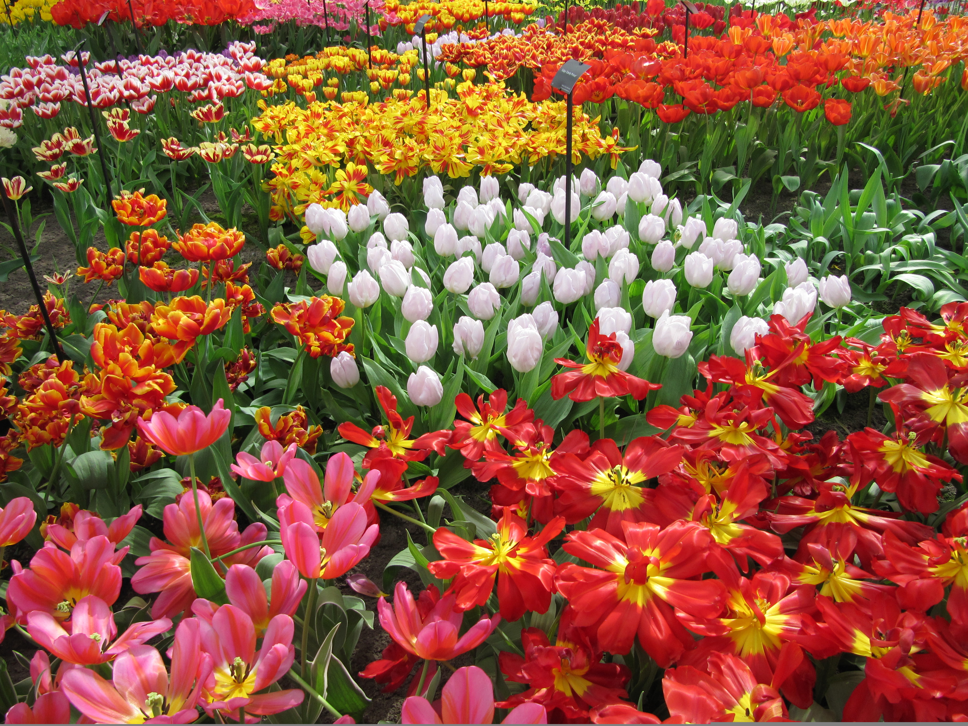 4K, garden, Lisse, tulips, colorful, Netherlands, Keukenhof, flowers, HD Wallpaper