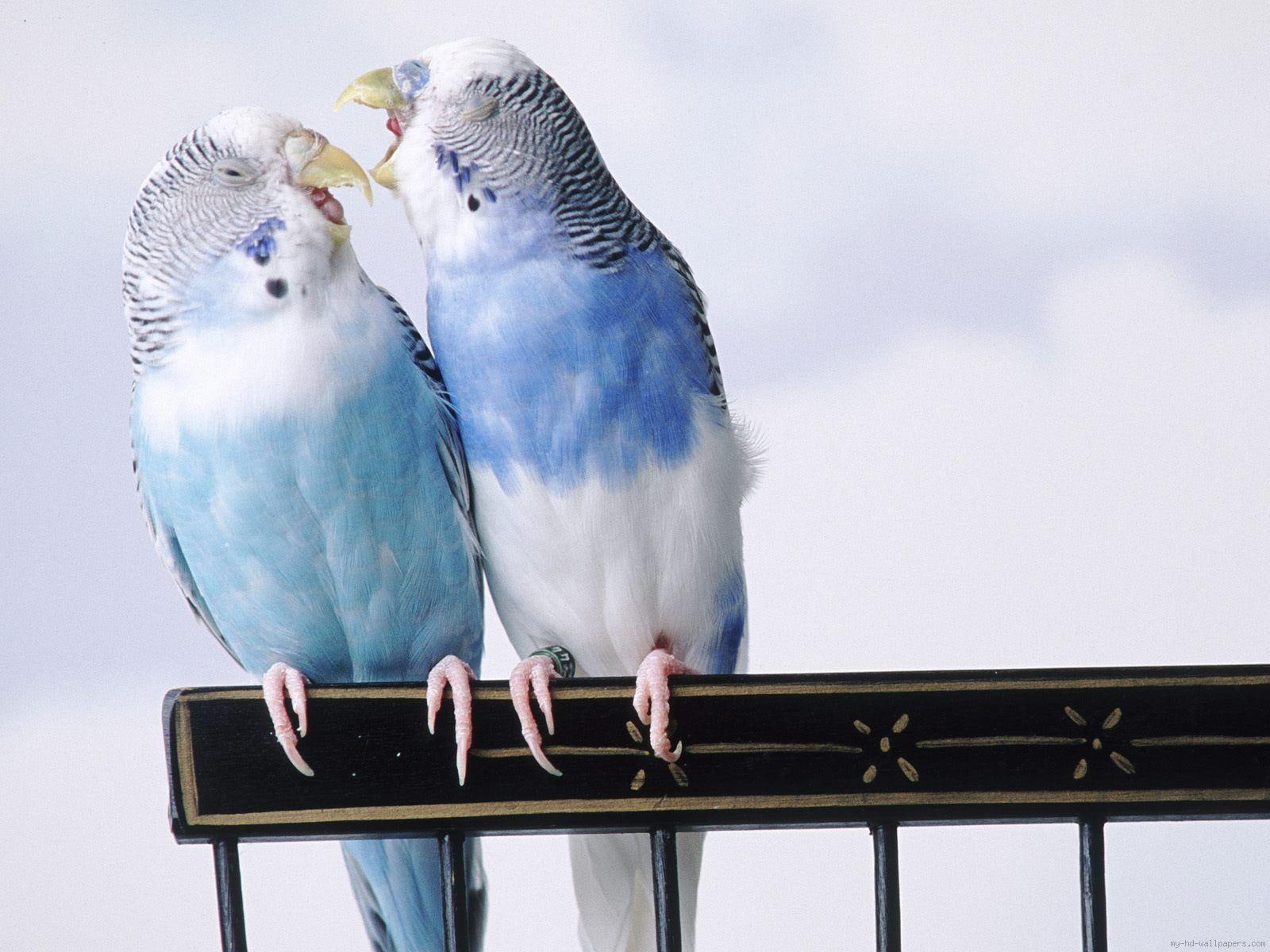 blue, bird, 720P, love, parrot, white, budgerigar, animal, HD Wallpaper