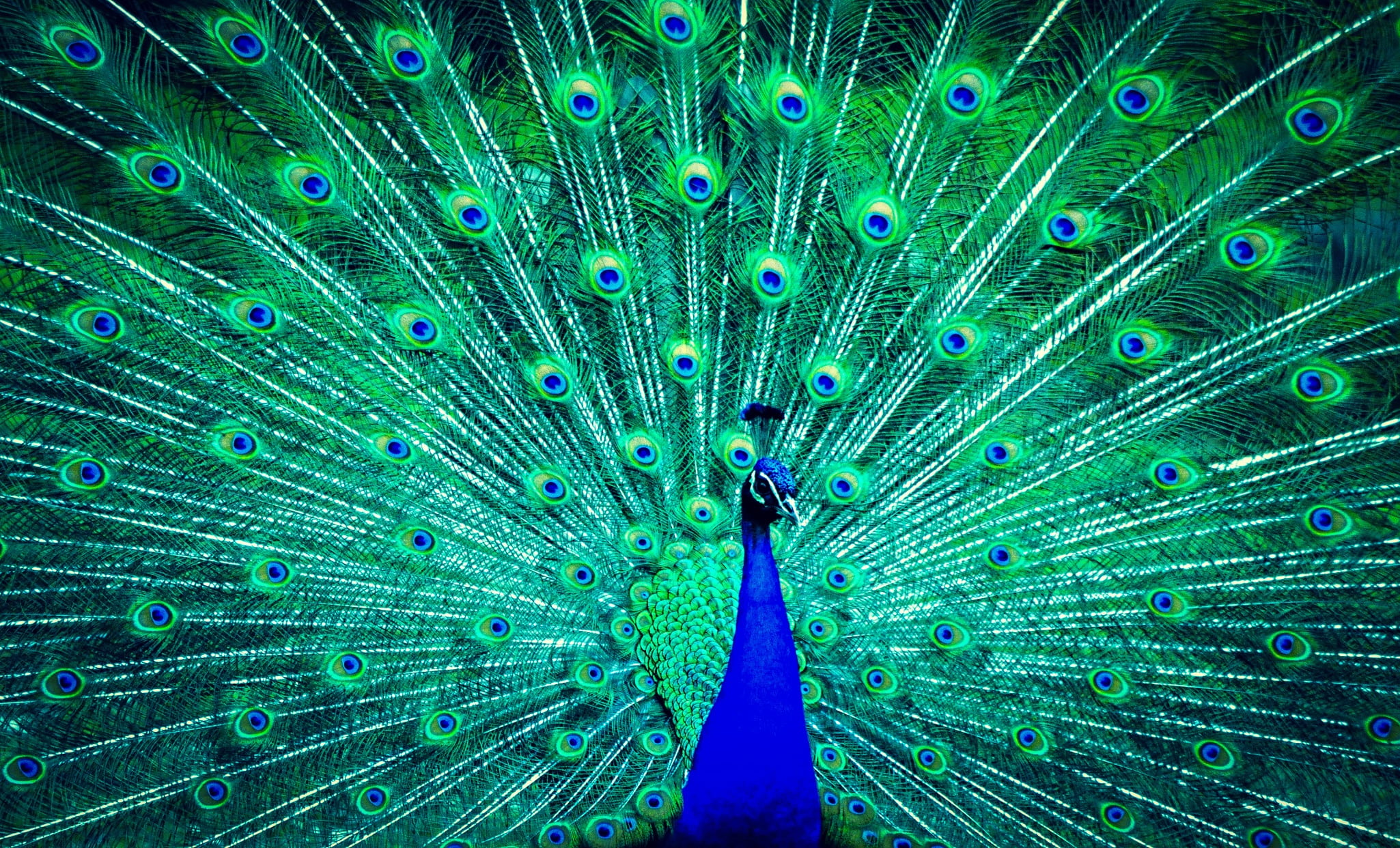 multi colored, peacock feather, bird, vibrant color, animals in the wild, peacock, feather, nature, turquoise colored, green, fanned out, day, natural pattern, HD Wallpaper