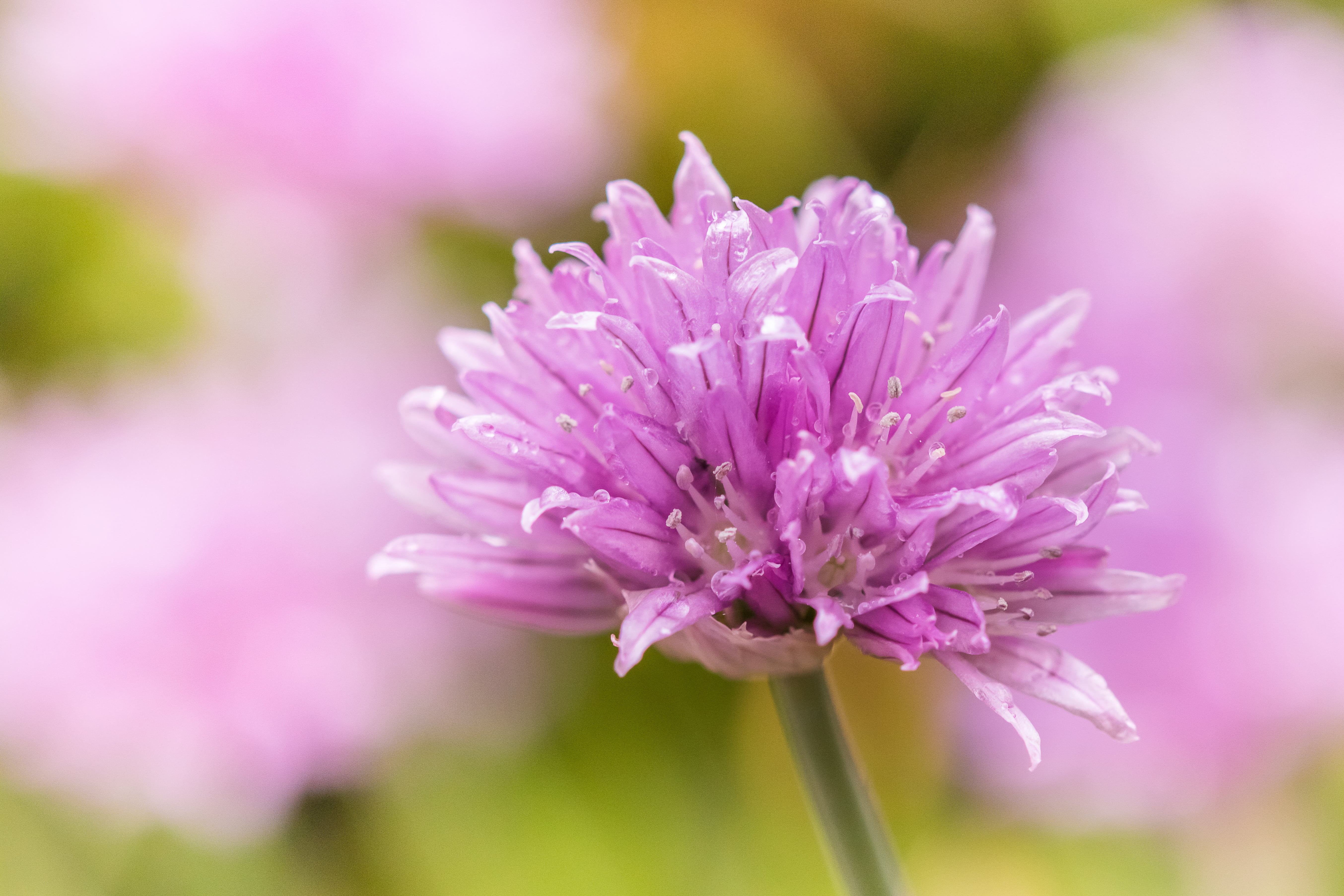 bloom, close-up, macro, pink Color, photography, chive, nature, purple, summer, petal, DOF, botany, plant, 5K, beauty In Nature, close, flower, close-up photography, HD Wallpaper
