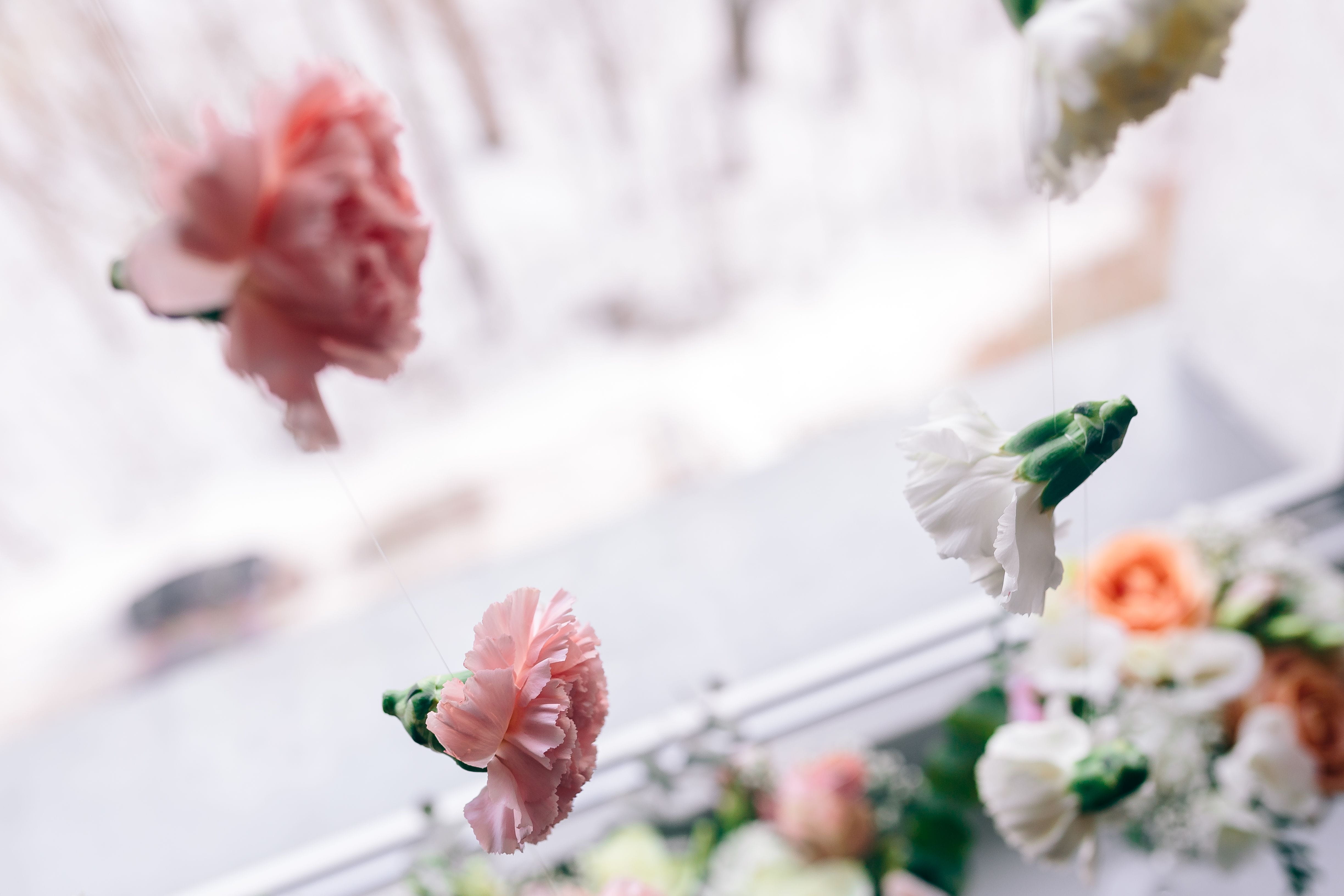 springtime, pink color, feminine, no people, cherry tree, flower arrangement, colored, freshness, flowers, growth, 4K, vulnerability, petal, vase, blossom, HD Wallpaper