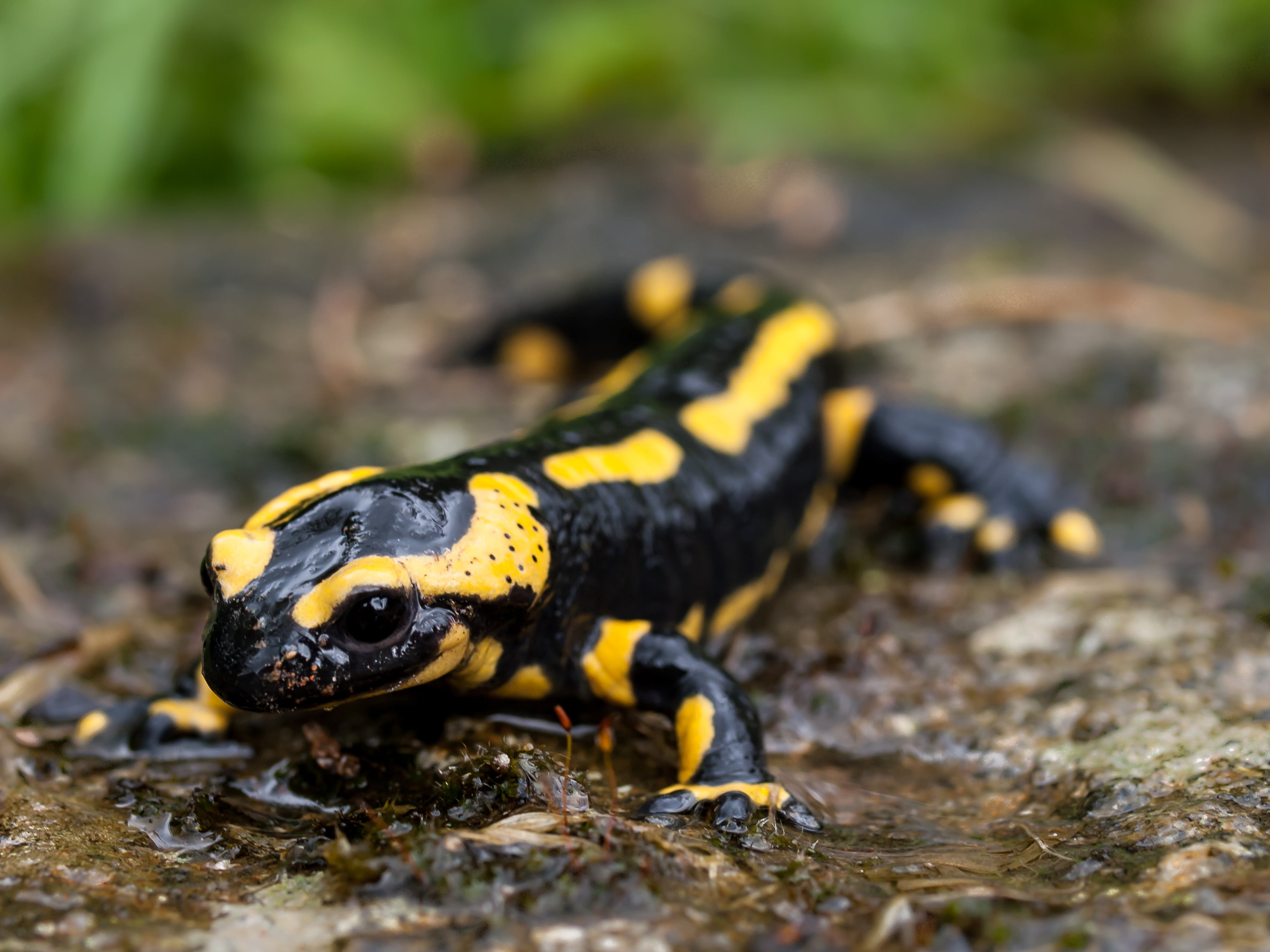 black and yellow, close-up, Buais, vacation, digital-slr, yellow, La, black  black, animal, France, Zuiko Digital, 2K, event, family, digital-camera, Macro, HD Wallpaper