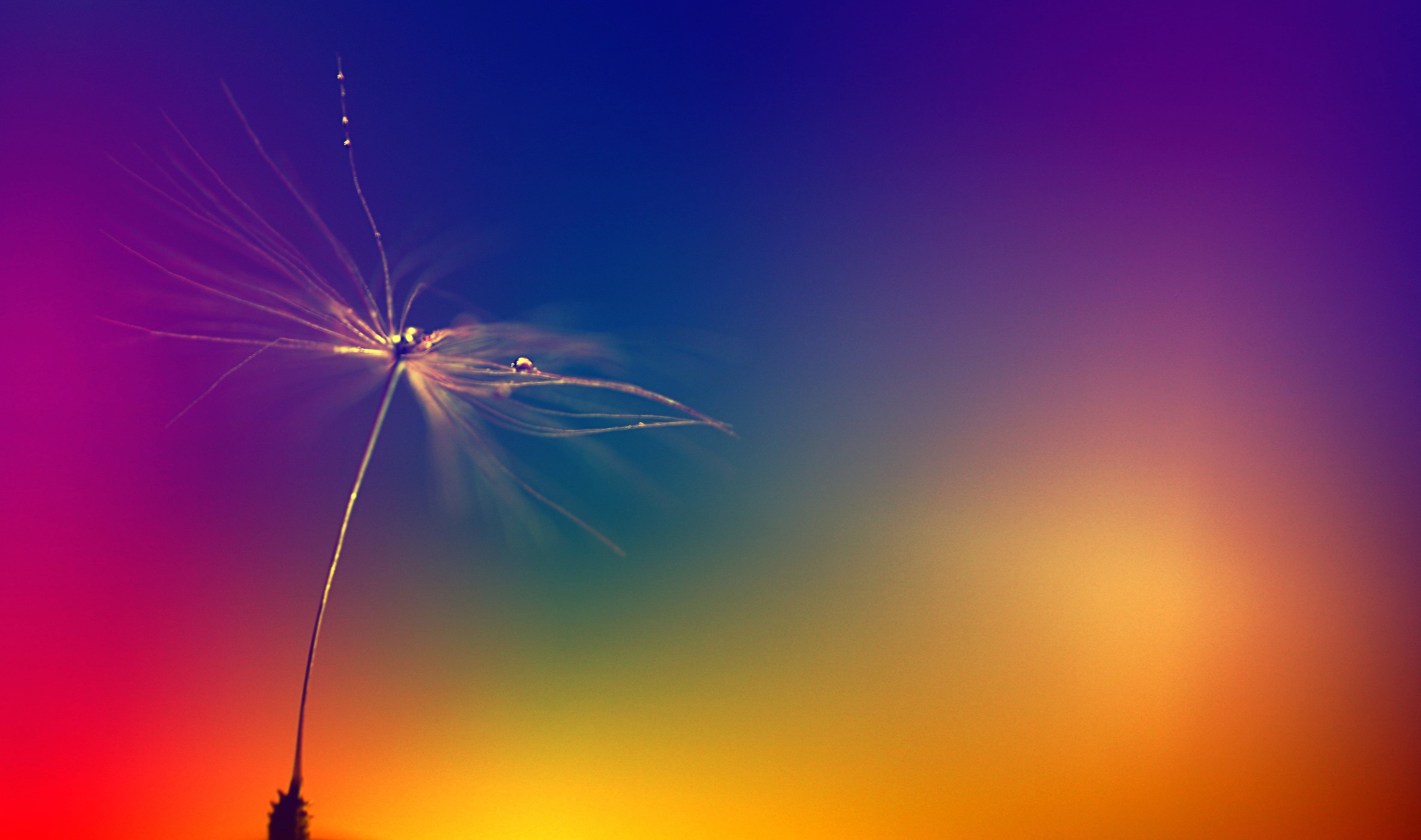4K, dandy, berwickshire, scotland, 500d, dance, photographic, bokeh, Ta-Da, macro, dandelion, blue, camera, colours, light, shot, photograph, background, HD Wallpaper