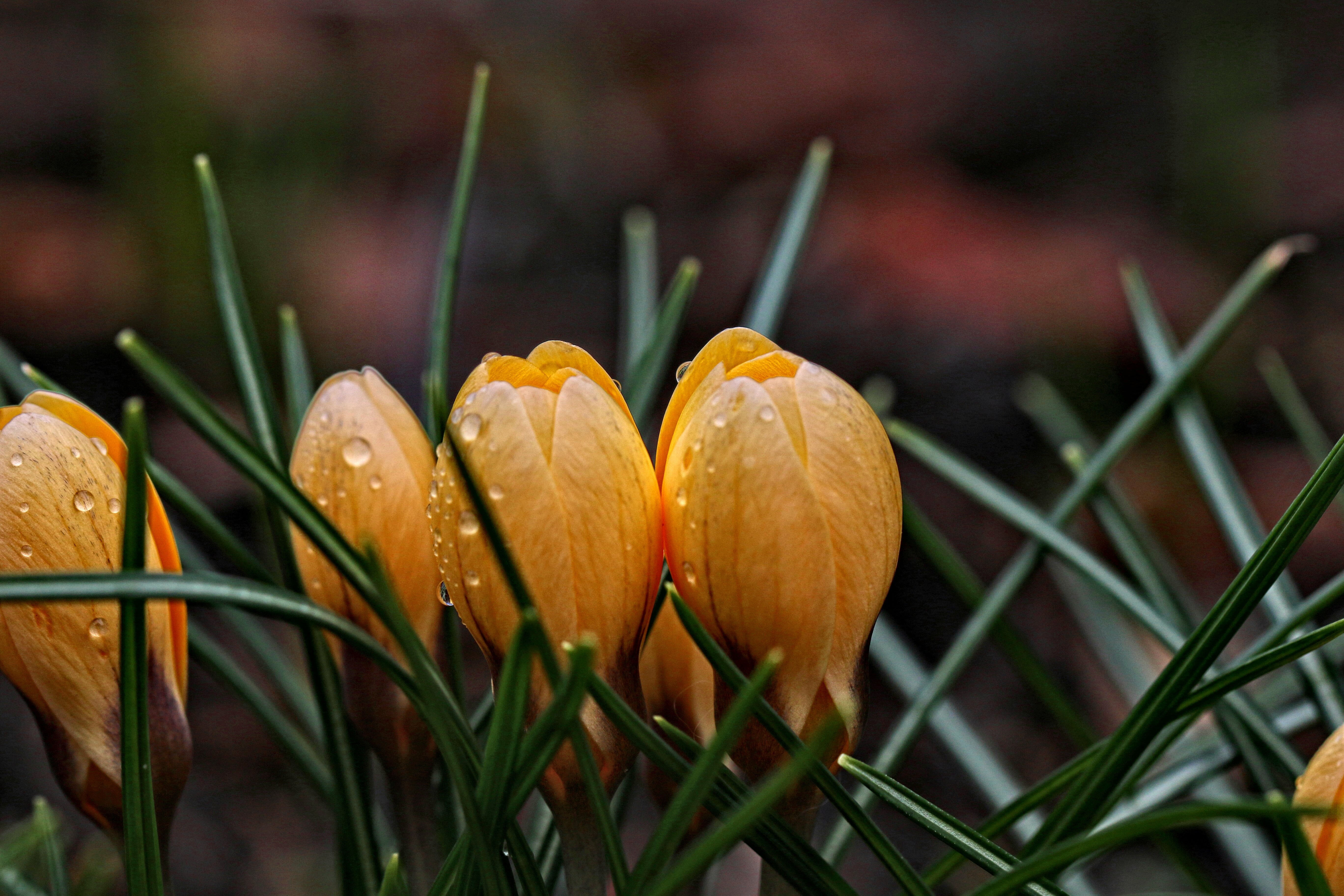 selective, flickr, flower, Nature, Macro, garden, plant, Makro, Dreams, 5K, springtime, Language of Flowers, flowers, Colors, crocus, Focus, Fabulous, HD Wallpaper