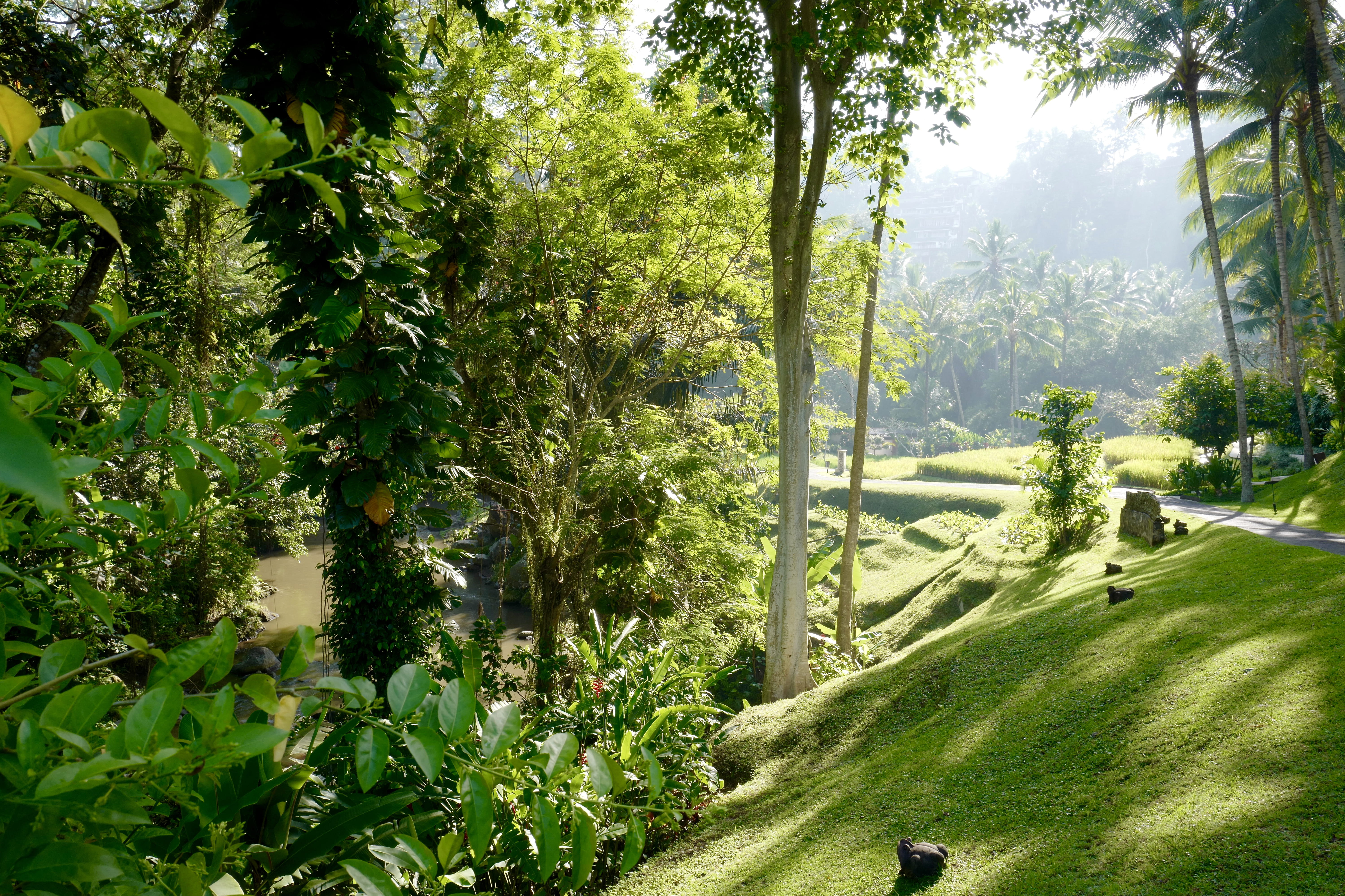 four seasons resort bali at sayan, 5K, non-urban scene, nature, plant, day, growth, trees, footpath, tree, beauty in nature, river, land, tranquility, HD Wallpaper