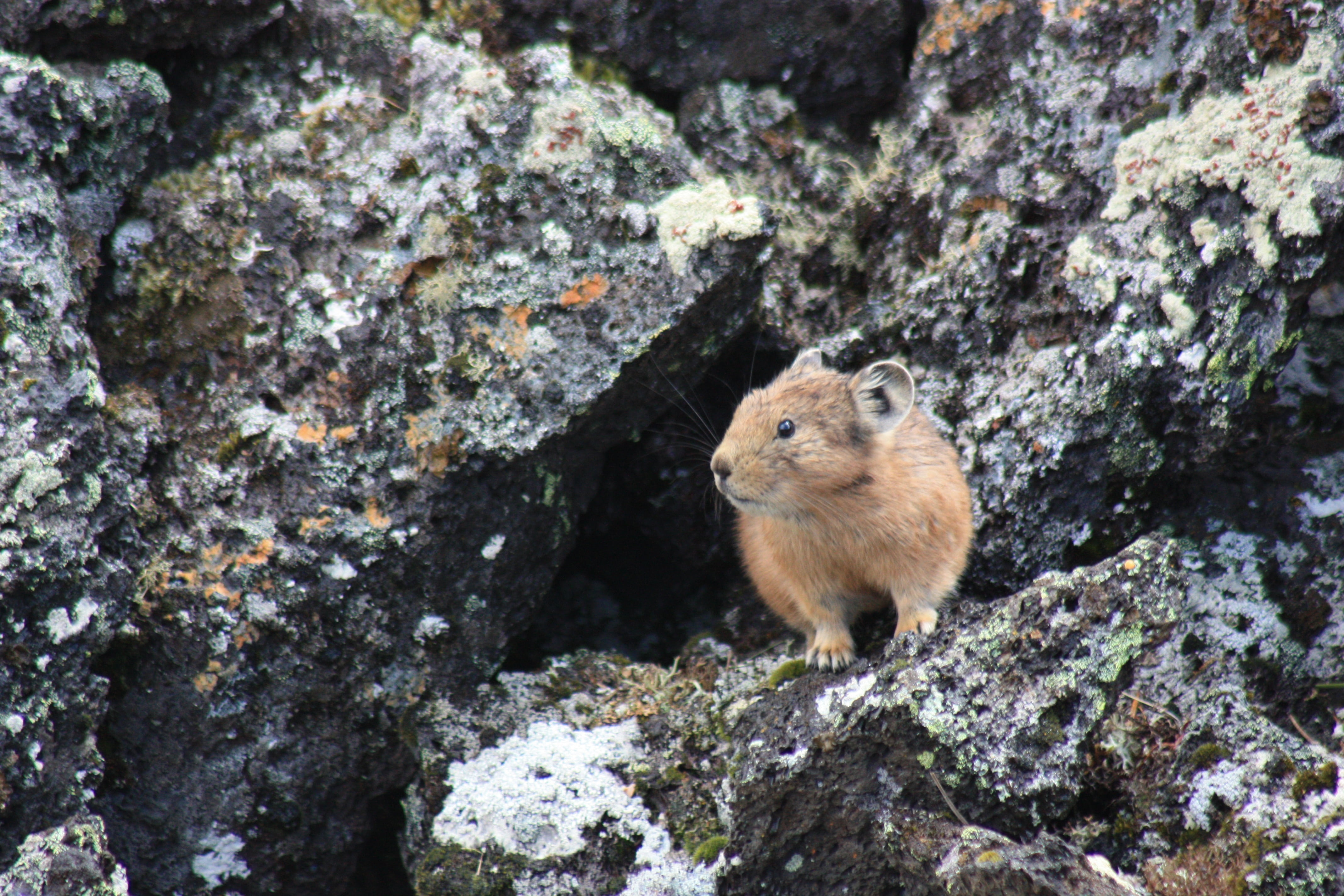 beauty in nature, animals in the wild, vertebrate, rock, formation, rock formation, eastern sayan, rodent, no people, nature, 4K, outdoors, pika, day, HD Wallpaper