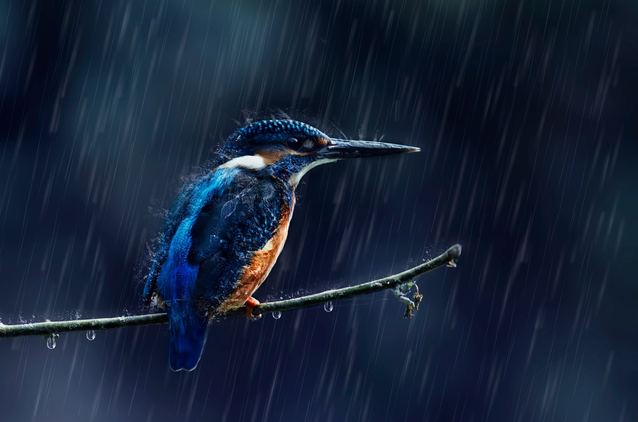 birds, 1080P, rain, animals, kingfisher, HD Wallpaper
