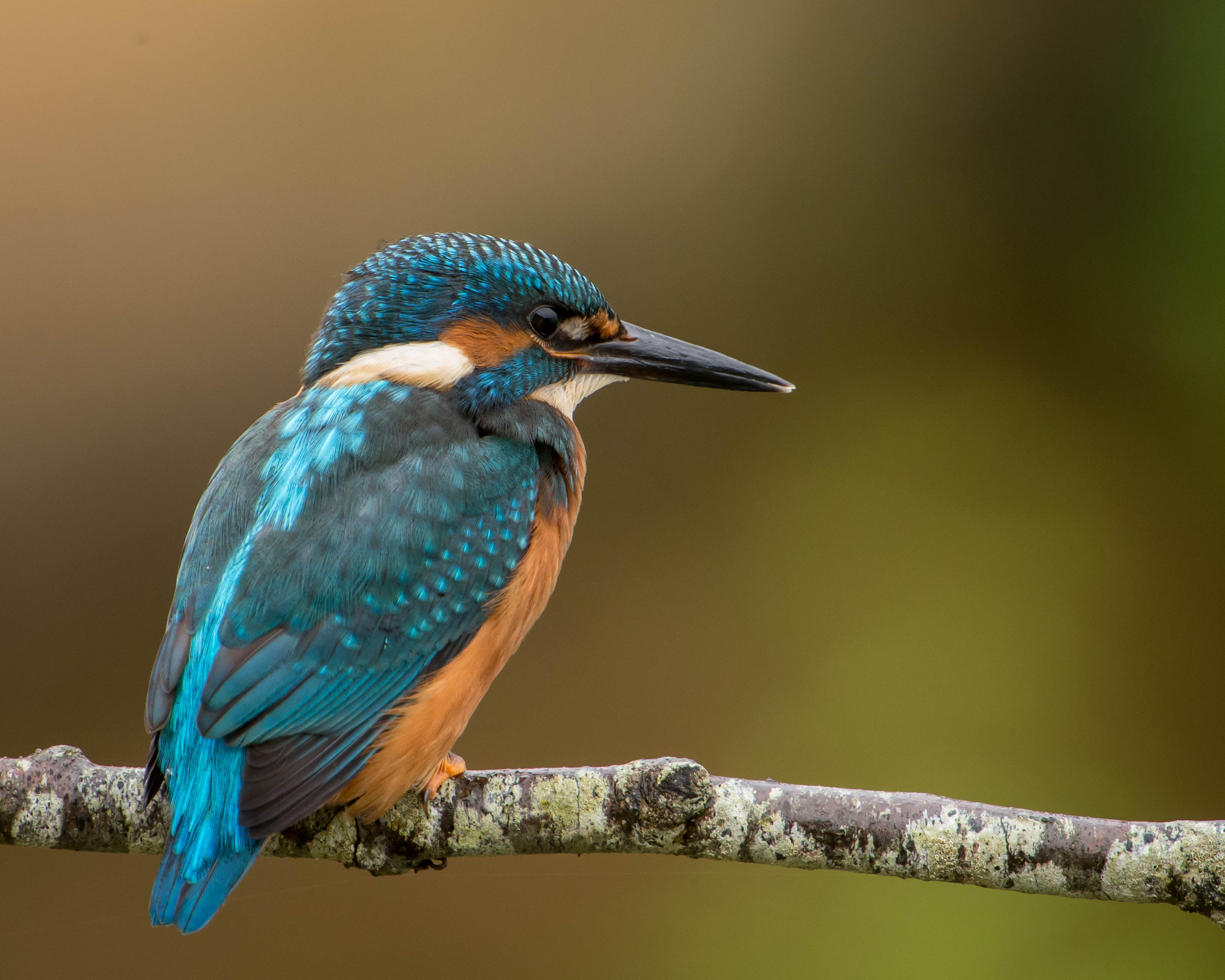 King Fisher, nature, multi Colored, wildlife, Kingfisher, beak, fisher, bird, king, 2K, Alcedo atthis, animal, HD Wallpaper