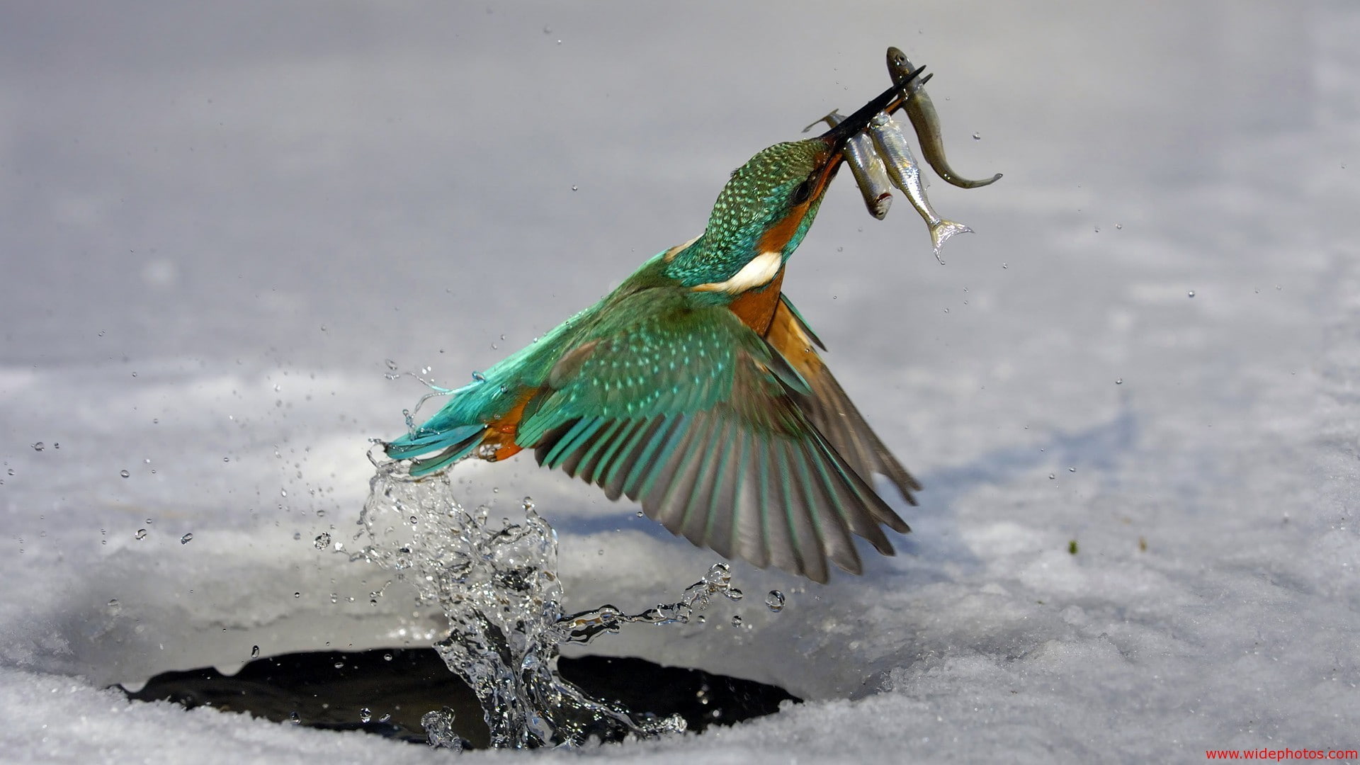 nature, birds, water, wildlife, kingfisher, animals, 1080P, fishing, Martin pêcheur, fish, HD Wallpaper