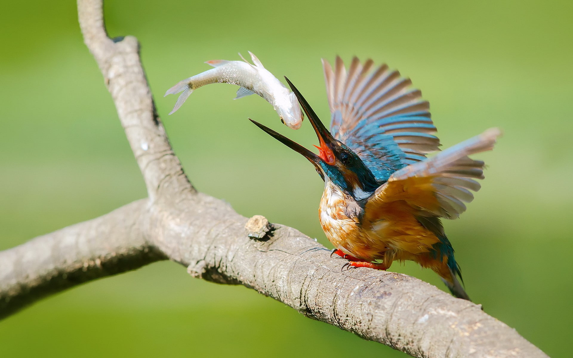 kingfisher, animals, fish, 1080P, birds, HD Wallpaper