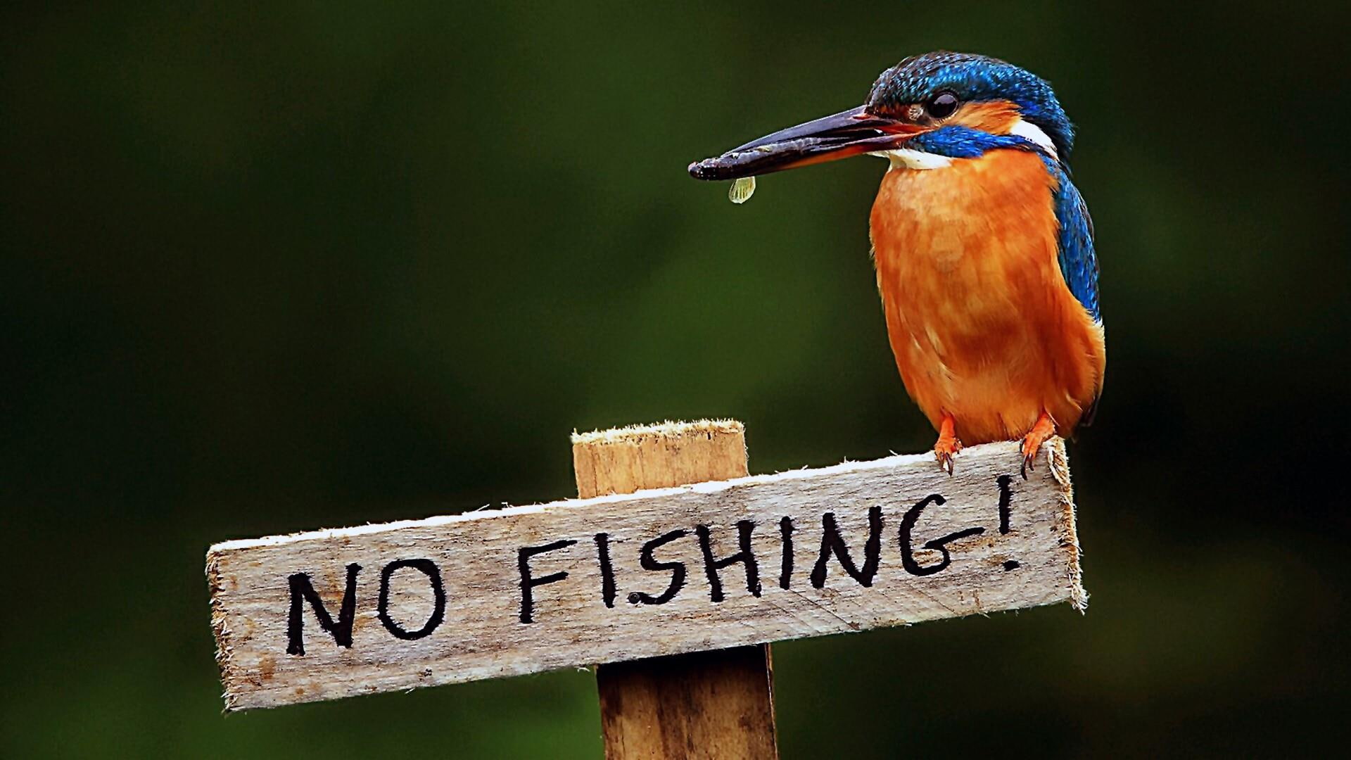kingfisher, bird, prohibition, 1080P, funny, HD Wallpaper