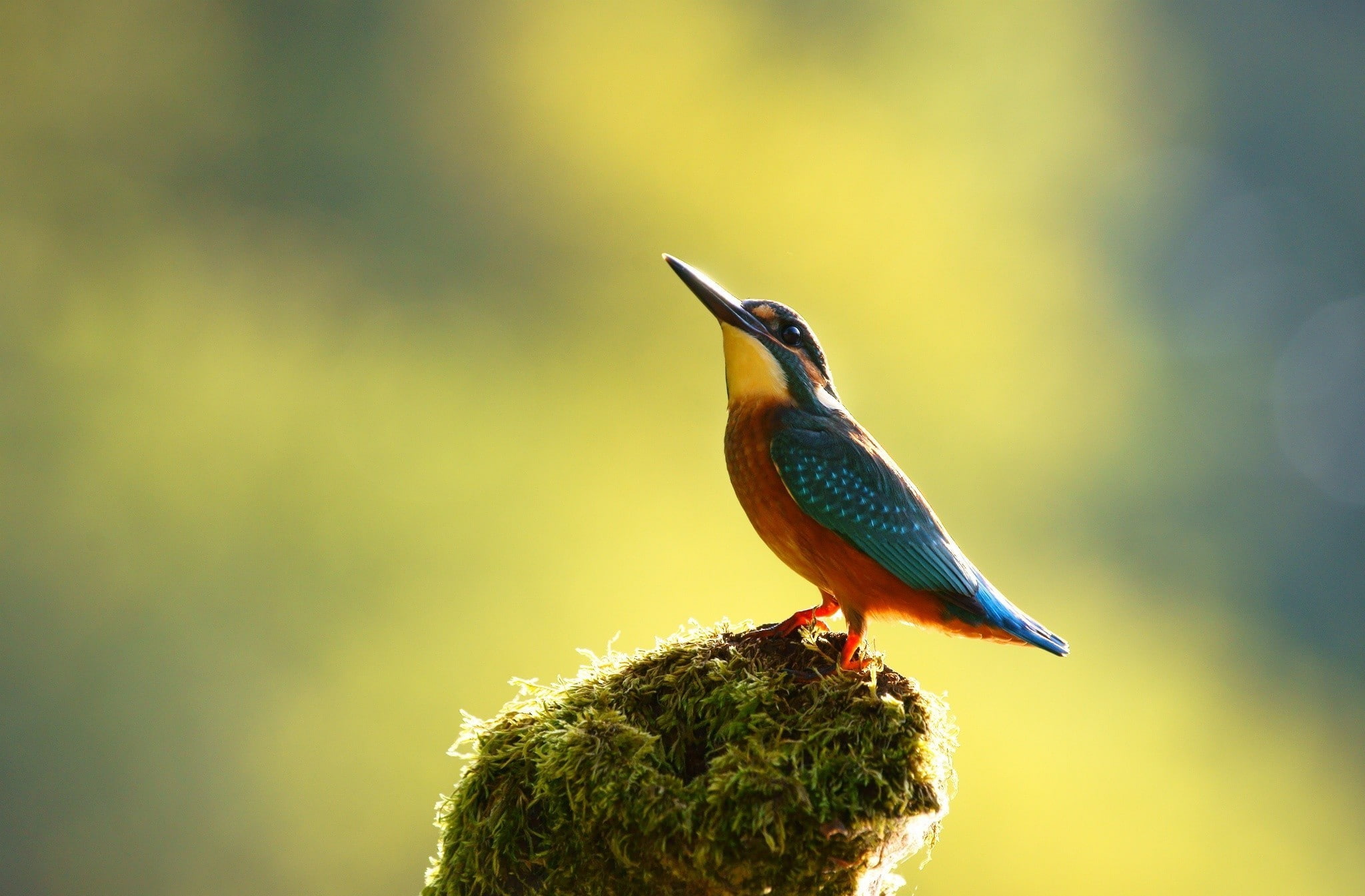 animal themes, no people, day, one animal, perching, selective focus, animals, animals in the wild, bird, 1080P, beauty in nature, focus on foreground, HD Wallpaper