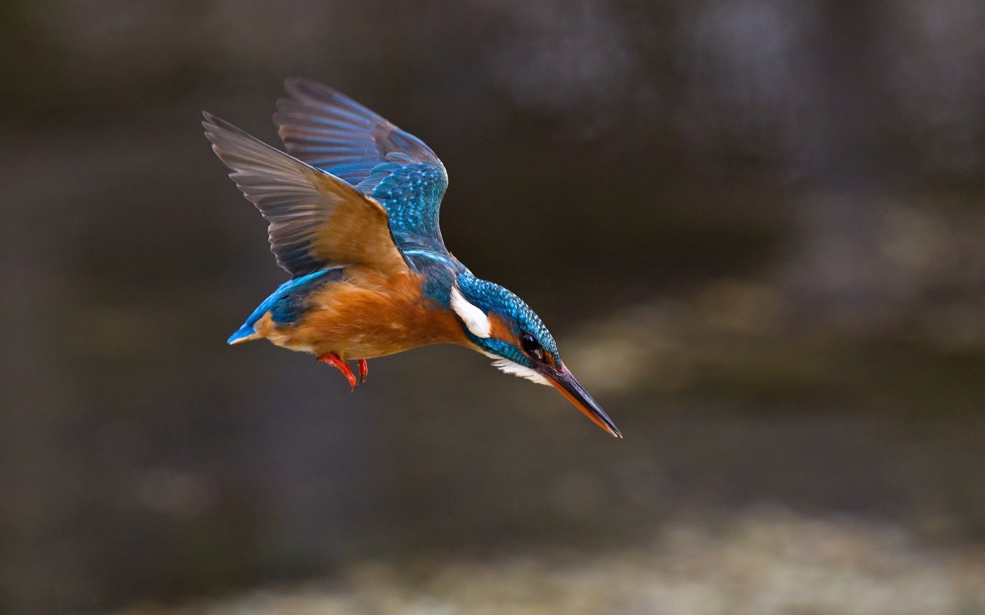 kingfisher, nature, animals, birds, wings, 1080P, HD Wallpaper