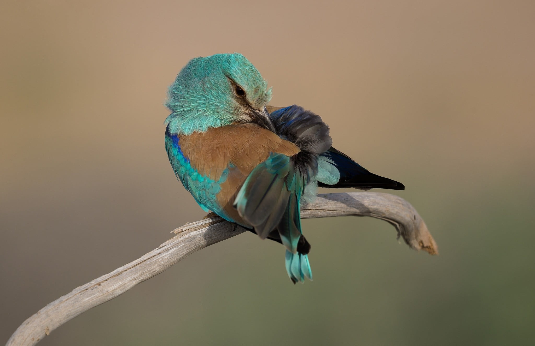 nature, animal wildlife, bird, roller, twig, kingfisher, beak, close-up, no people, animal themes, perching, focus on foreground, tree, vertebrate, indian, HD Wallpaper
