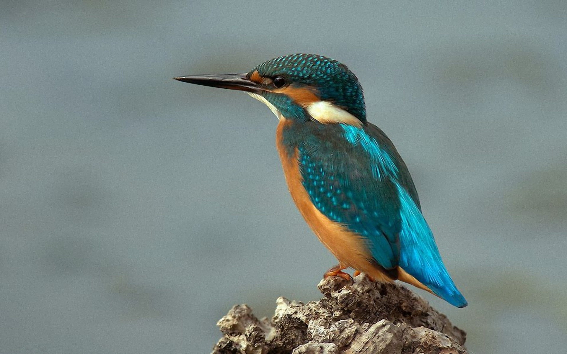 day, focus on foreground, full length, blue, looking, animals in the wild, turquoise colored, 1080P, profile view, birds, close-up, animal themes, perching, HD Wallpaper