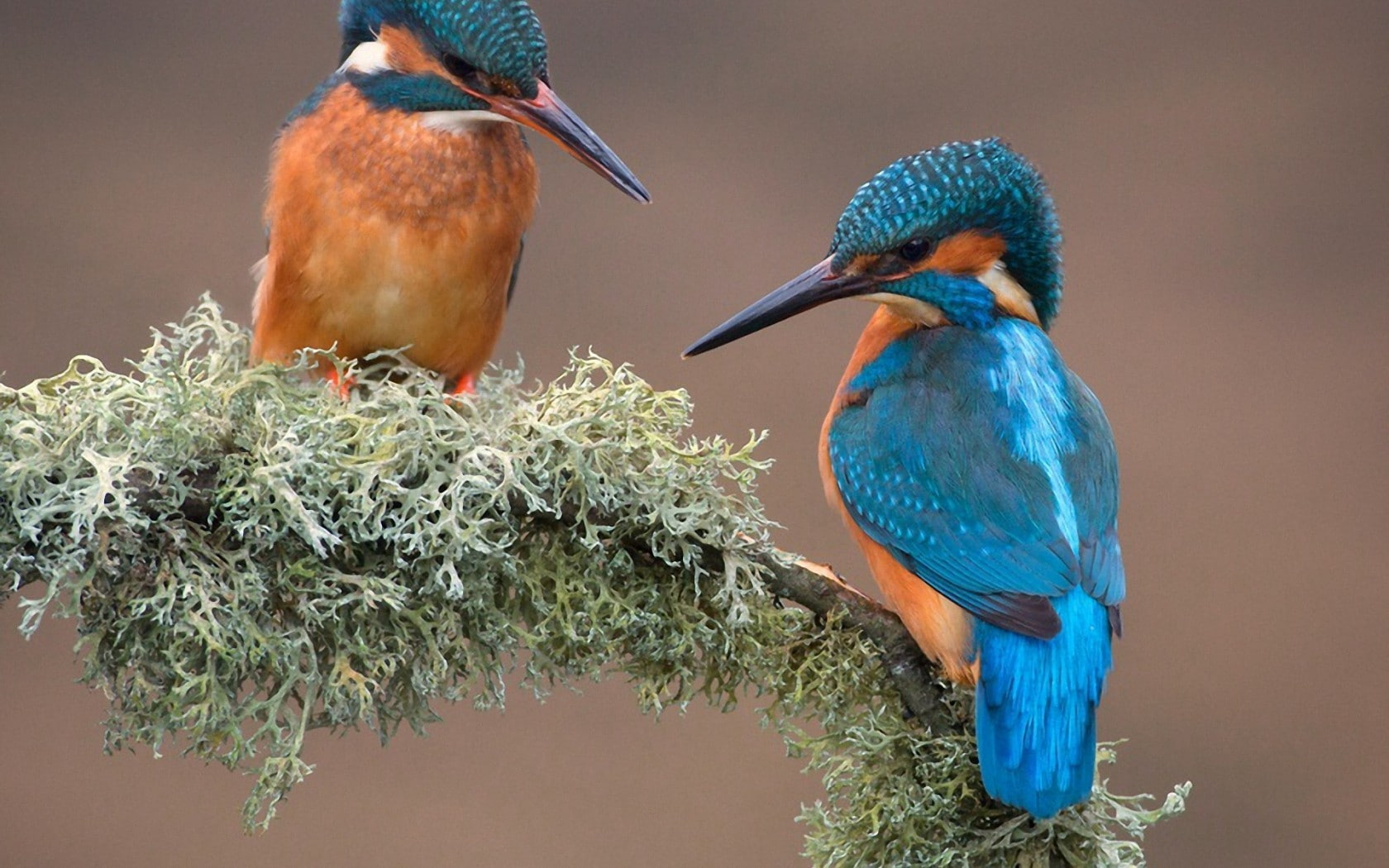 animals, 720P, birds, branch, kingfisher, HD Wallpaper