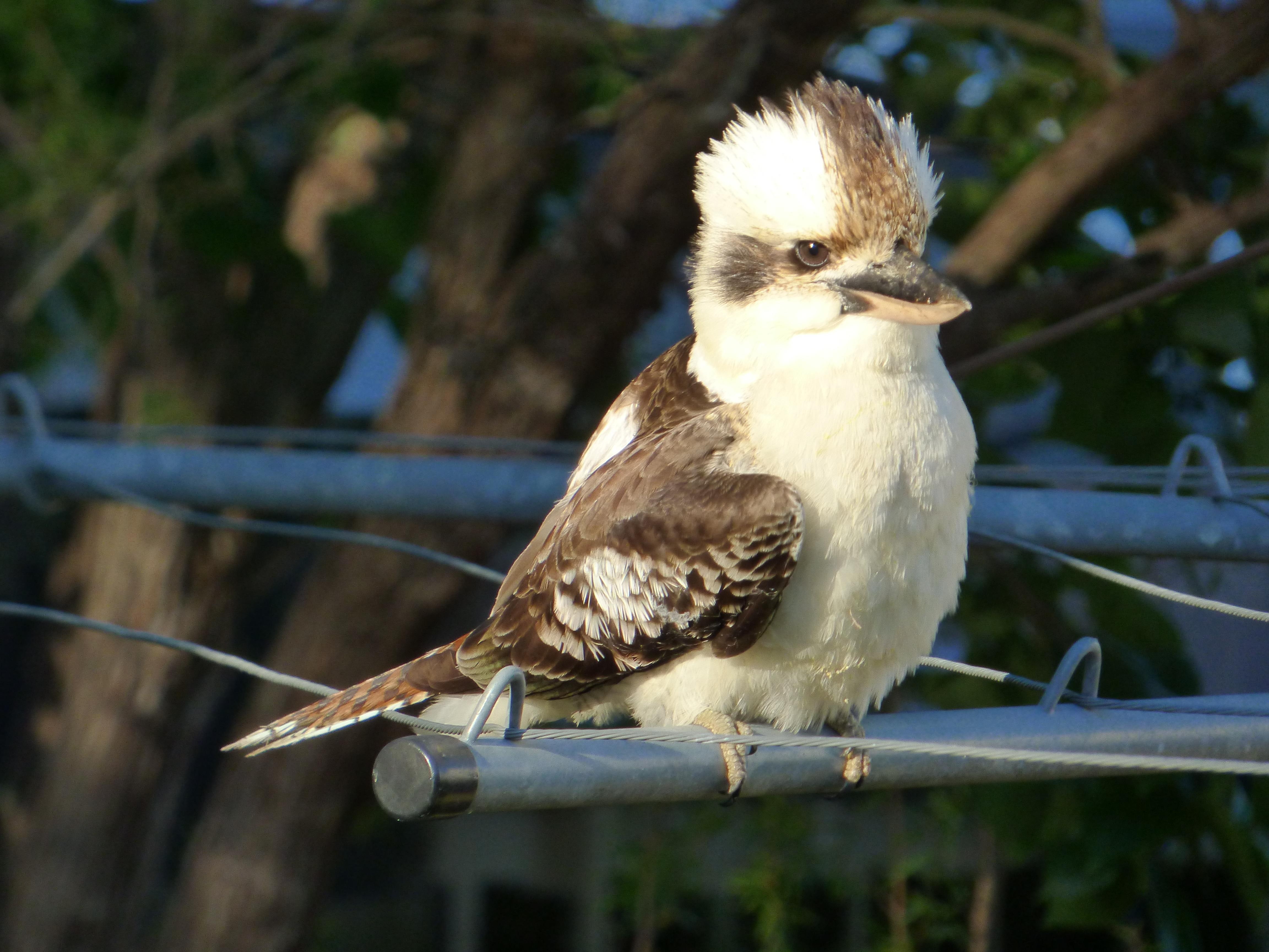 kingfisher, carnivore, 4K, australia, kookaburra, HD Wallpaper
