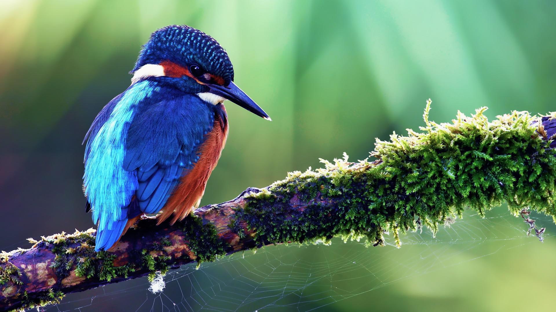 nature, desktop, pictures, birds, kingfisher, 1080P, HD Wallpaper