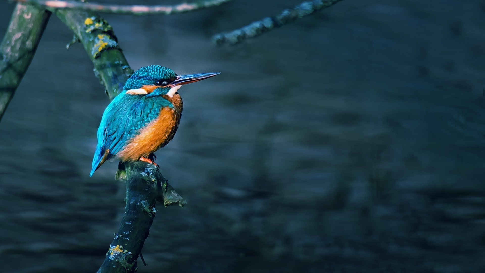 blue, nature, vertebrate, beauty in nature, animals in the wild, no people, animal themes, perching, beak, kingfisher, one animal, animal, focus on foreground, HD Wallpaper