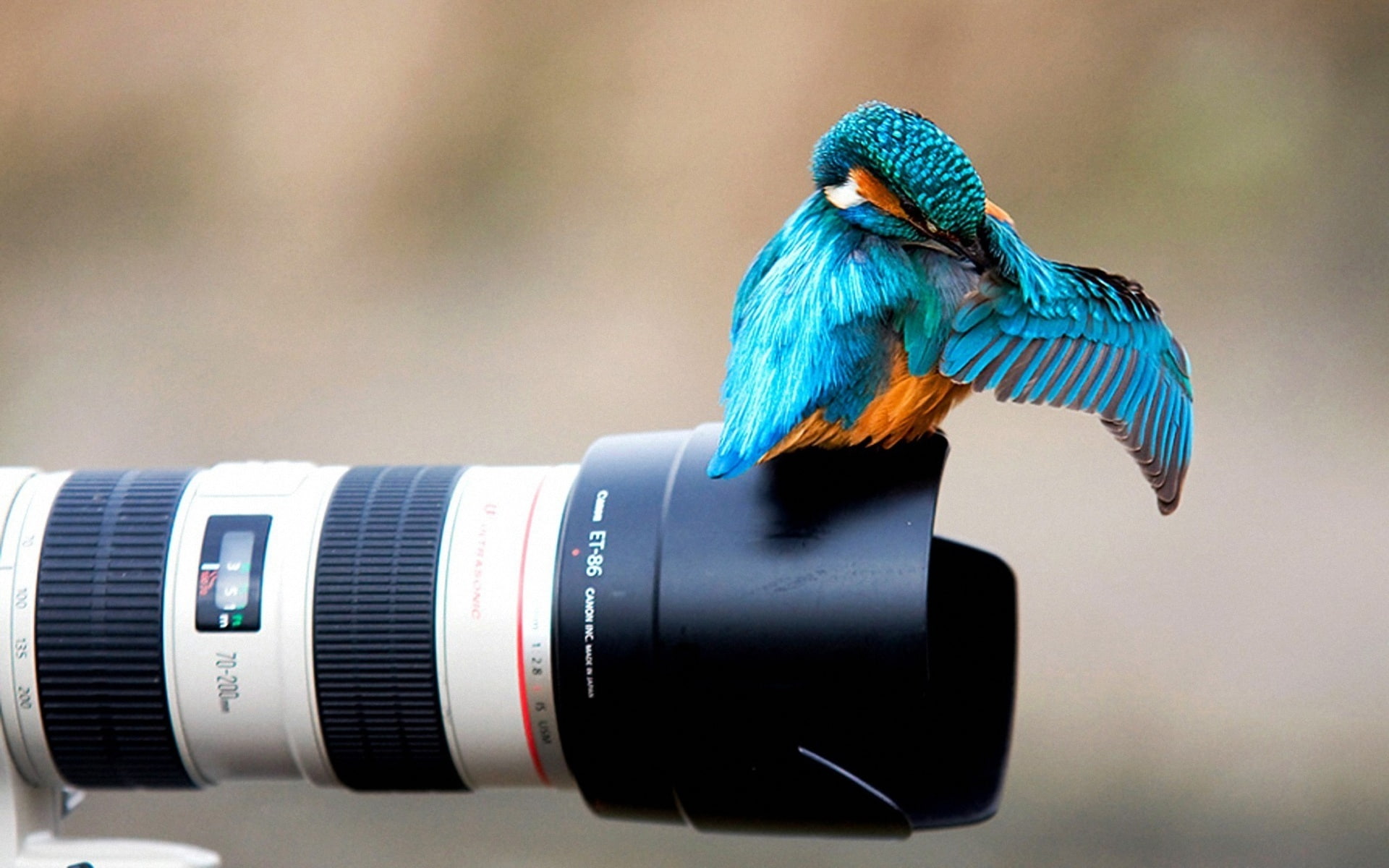 Kingfisher, Lens, 1080P, Camera, HD Wallpaper