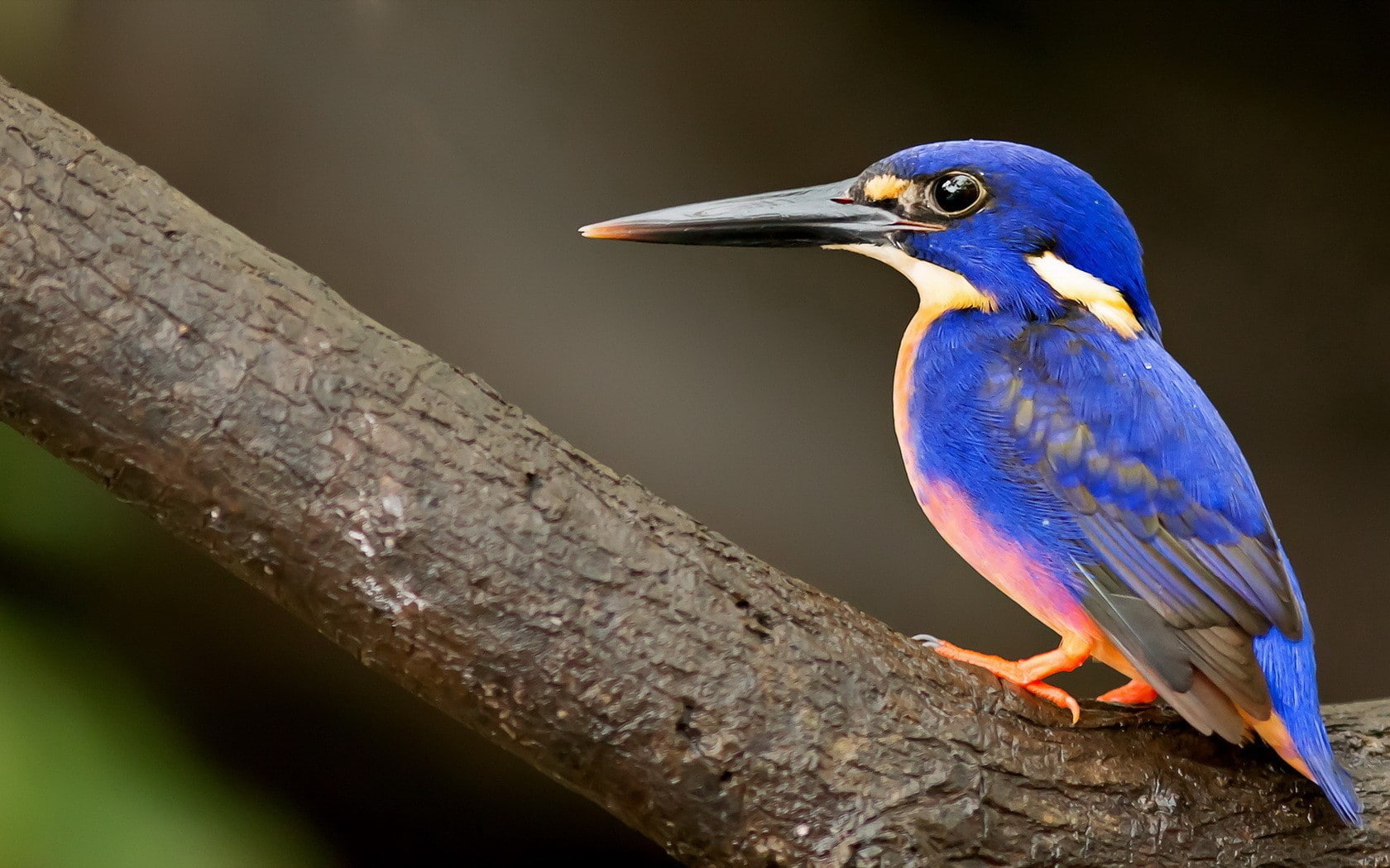 animals, birds, 720P, kingfisher, HD Wallpaper