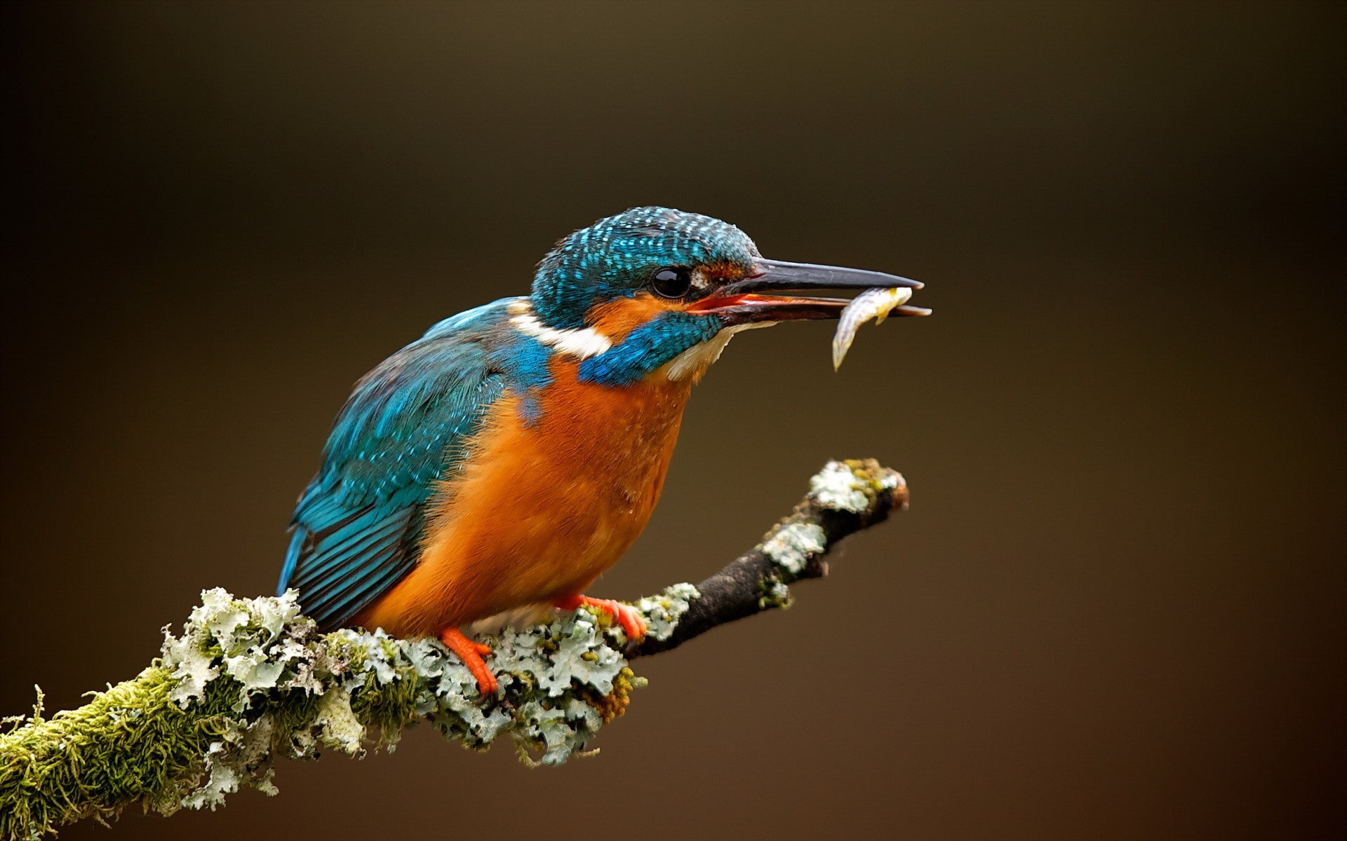 beak, focus on foreground, macro, animals in the wild, outdoors, perching, profile view, no people, branch, kingfisher, day, close-up, twig, bird, animals, HD Wallpaper