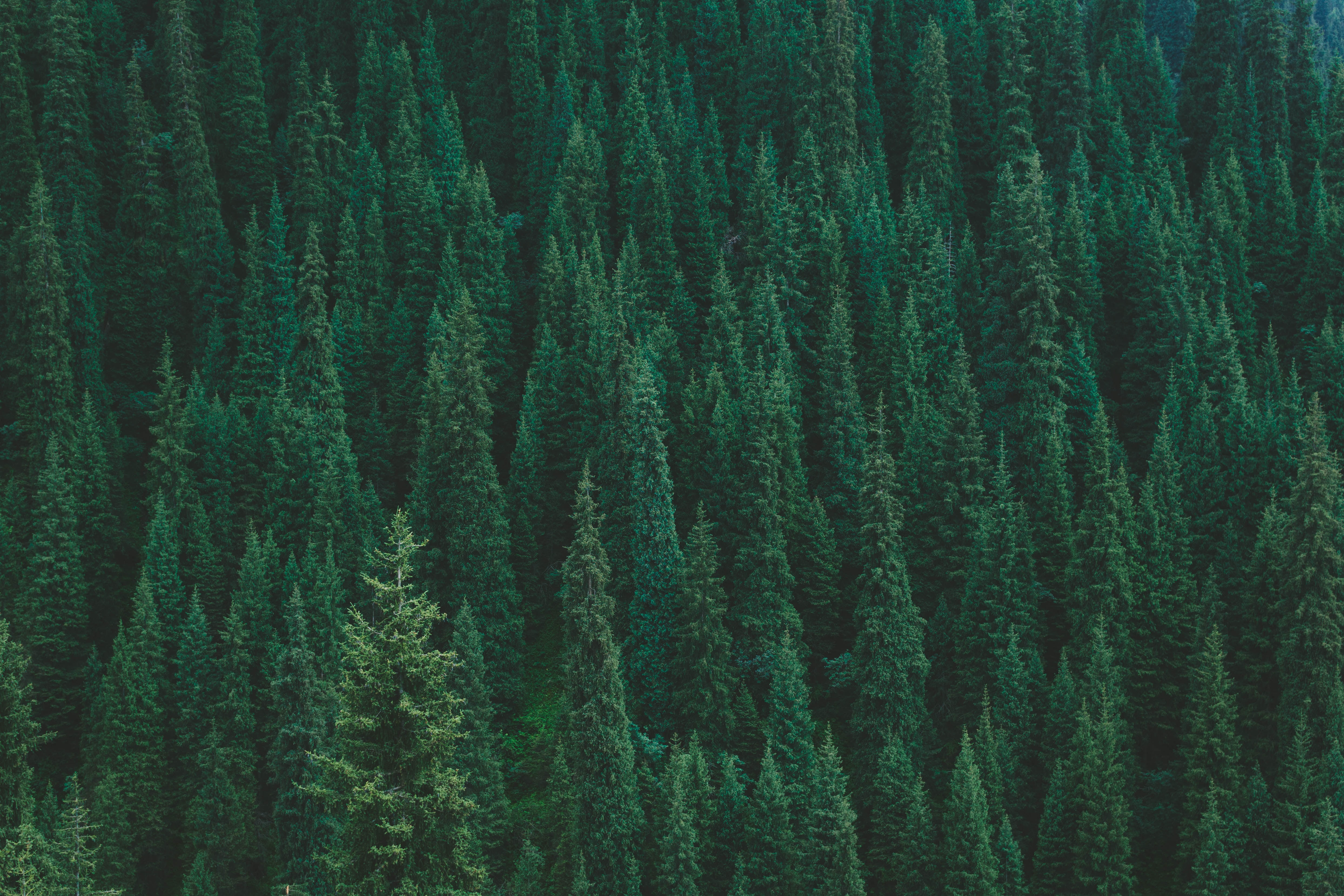 plant, winter, pinaceae, no People, tree, green, season, spruce Tree, tranquility, fir Tree, top view, land, pine woodland, non-Urban Scene, mountain, scenics - nature, HD Wallpaper