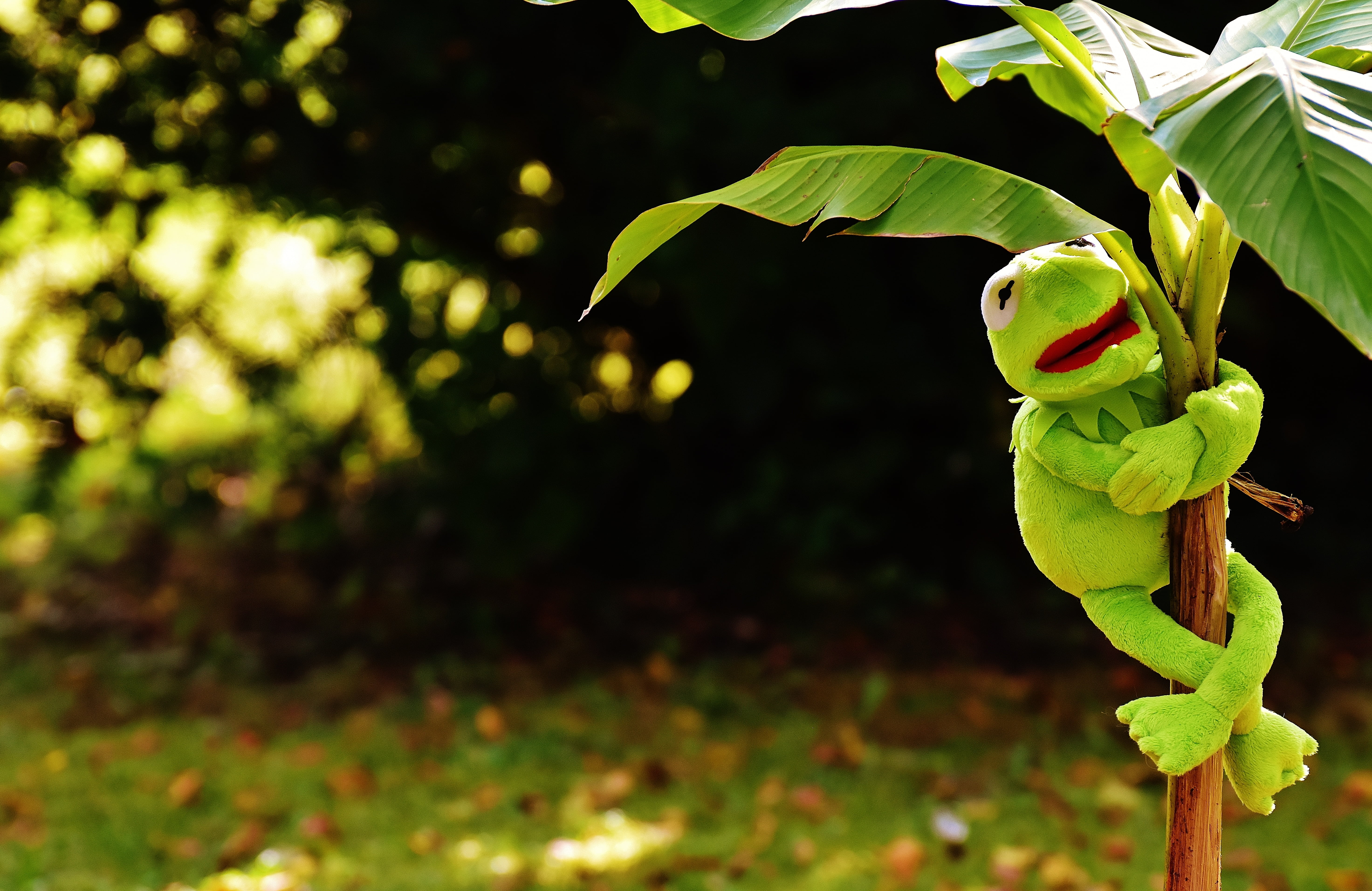 frog, summer, one animal, plant part, insect, day, nature, leaf, no people, animal, outdoors, green Color, plush, tropical Rainforest, kermit the frog, HD Wallpaper