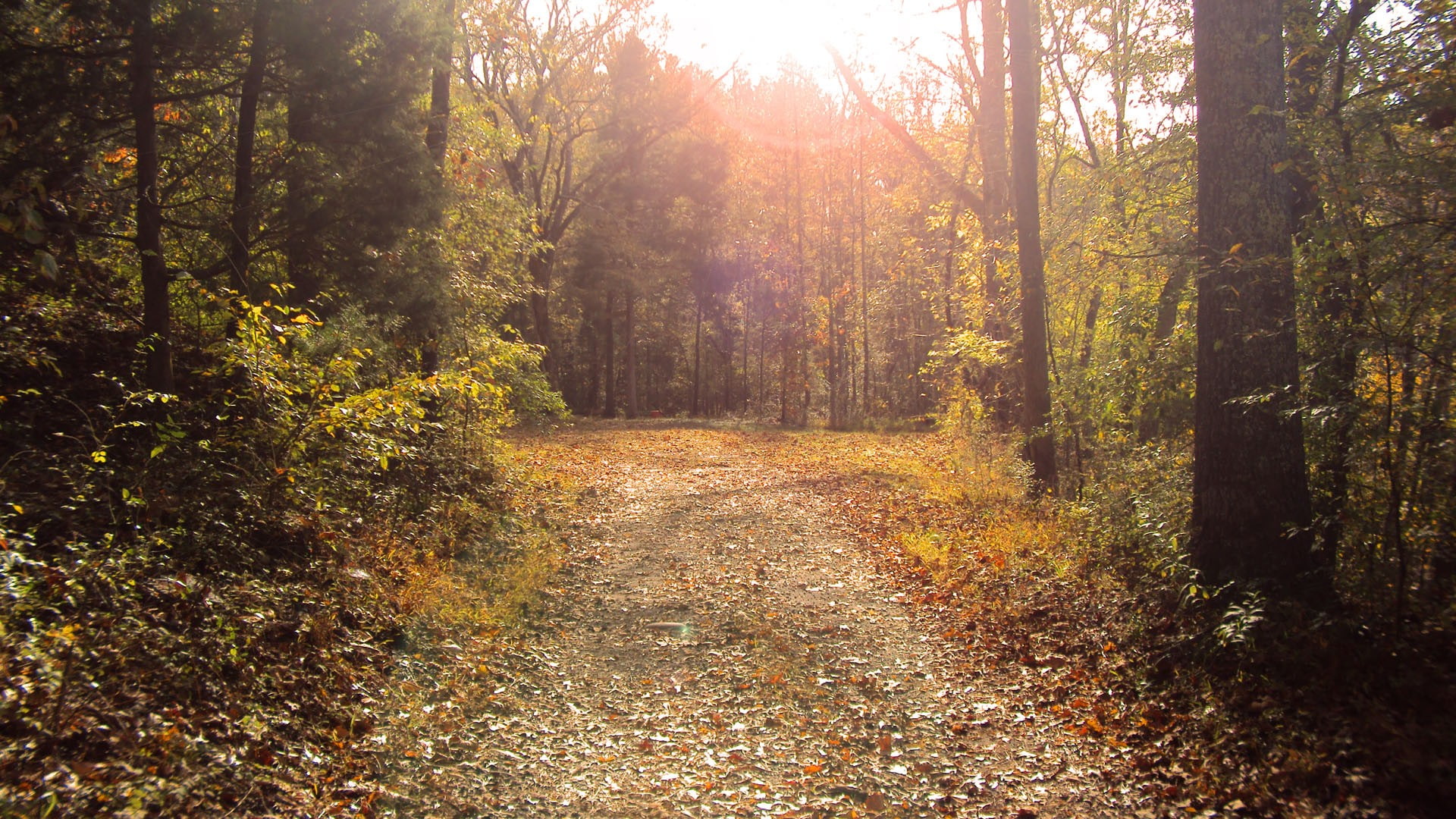 pathway, forest, 1080P, HD Wallpaper