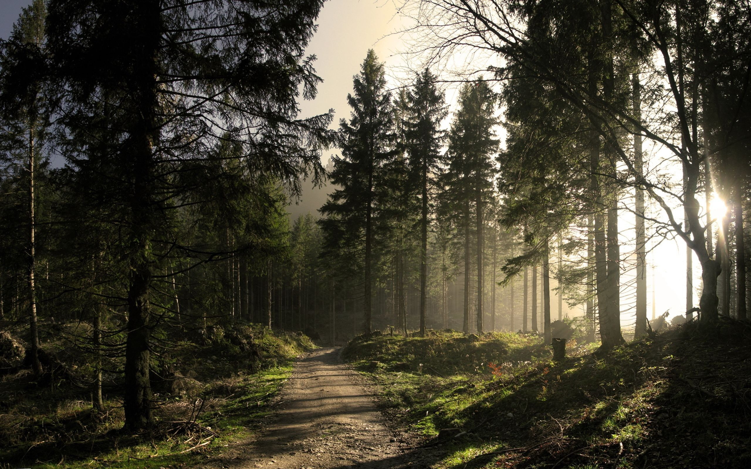 forest, trees, pathway, 2K, nature, HD Wallpaper