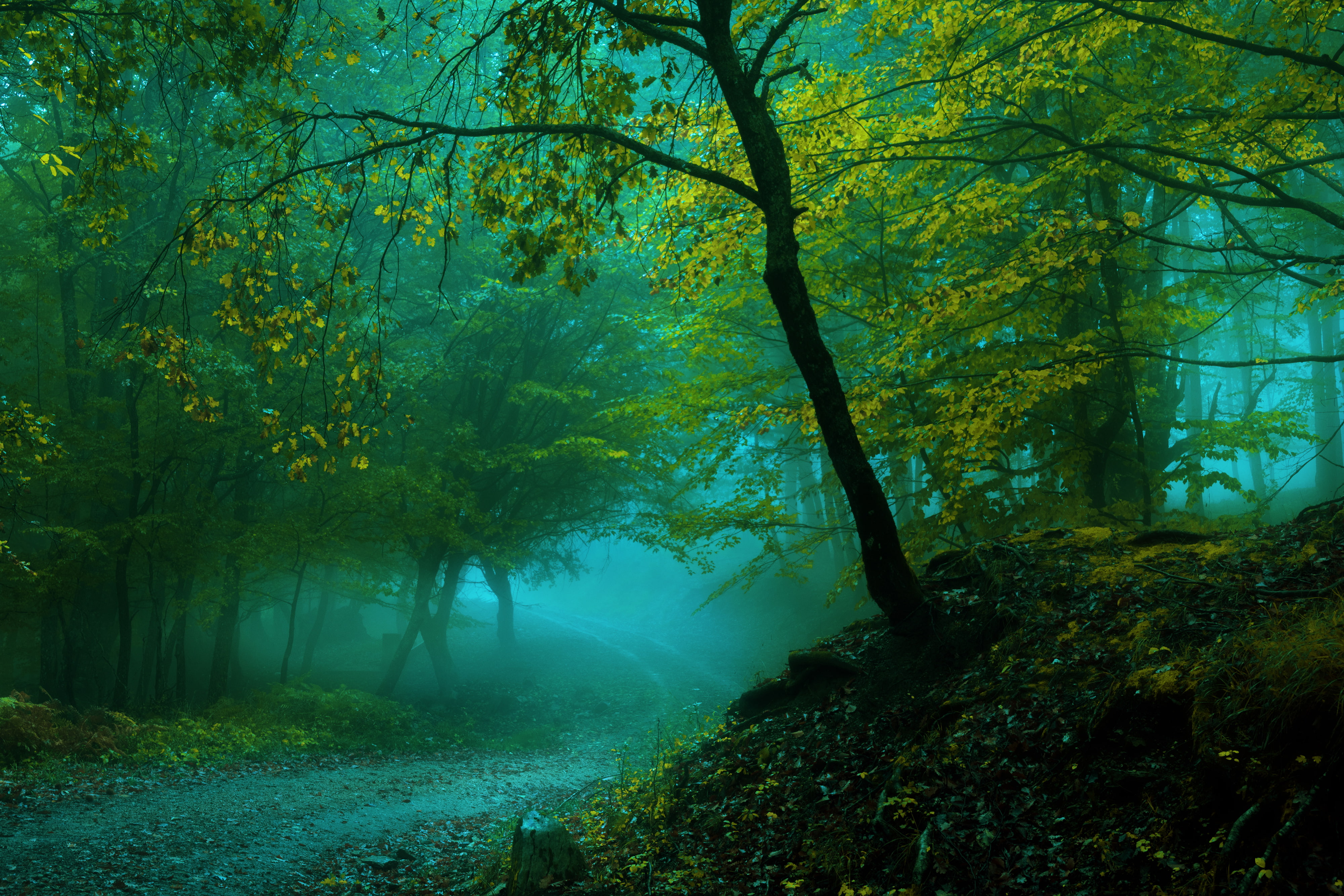 4K, Forest, Spring, Pathway, 4K, Fog, HD Wallpaper