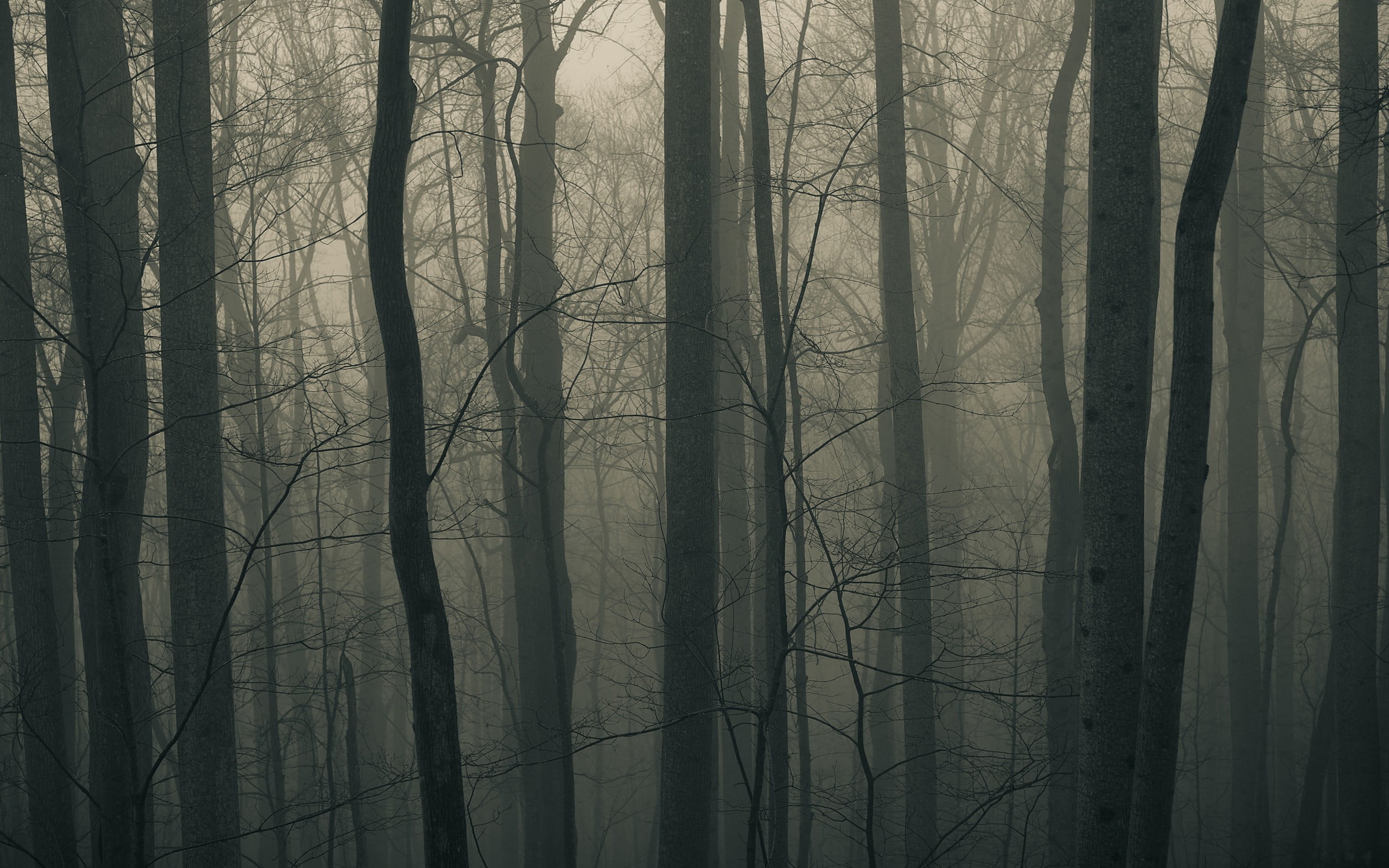 tranquil scene, 2K, spooky, fogs, muted, tree, land, nature, beauty in nature, no people, mist, photo, plant, tree trunk, non-urban scene, branch, trunk, HD Wallpaper