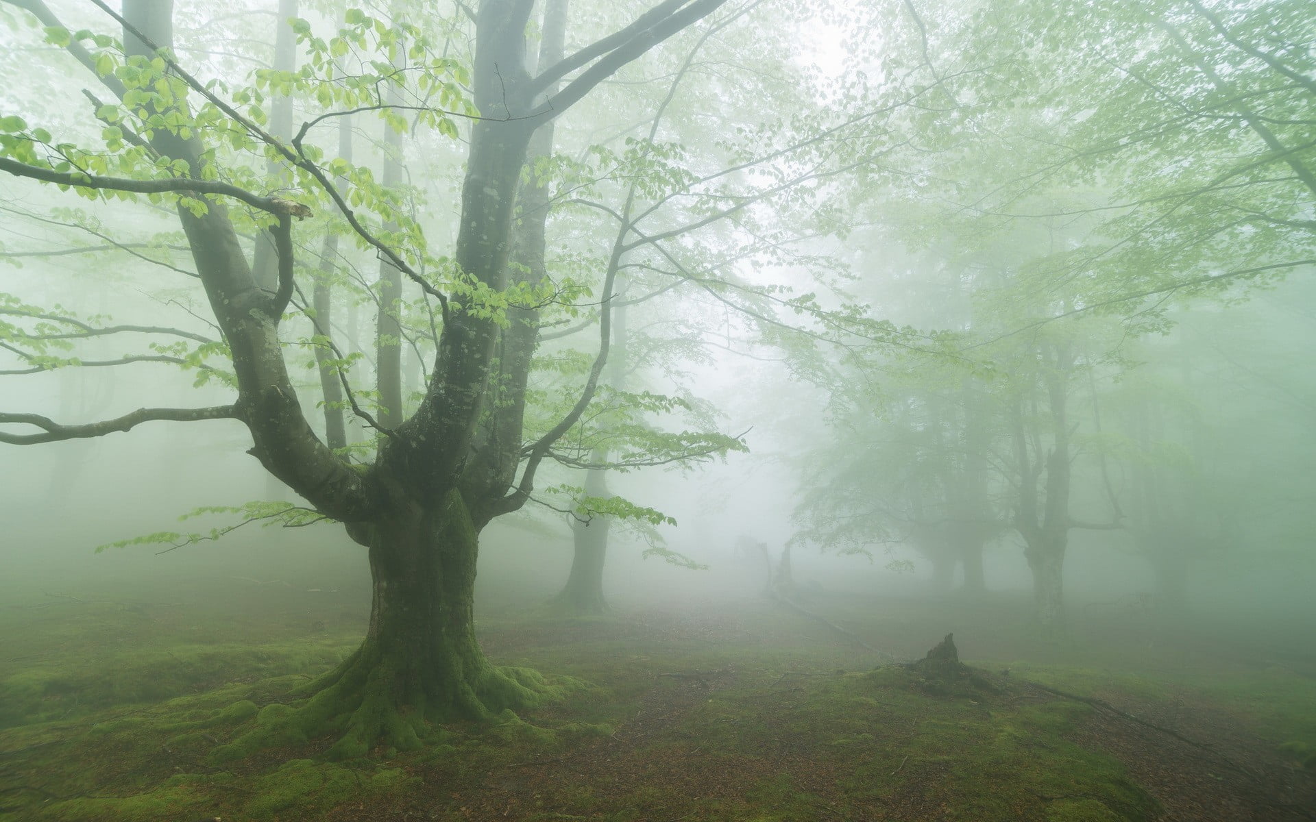 plant, fog, tranquil scene, nature, tranquility, fogs, forest, landscape, non-urban scene, beauty in nature, scenics - nature, trunk, environment, land, HD Wallpaper