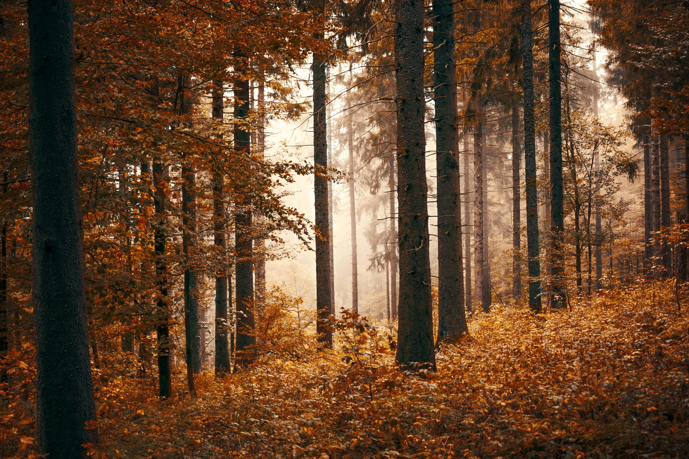 idyllic, misty, countryside, dusk, wood, foggy, coniferous tree, mist, tree trunk, fog, idyll, tree, plant, fall, colors of autumn, season, autumn leaves, HD Wallpaper