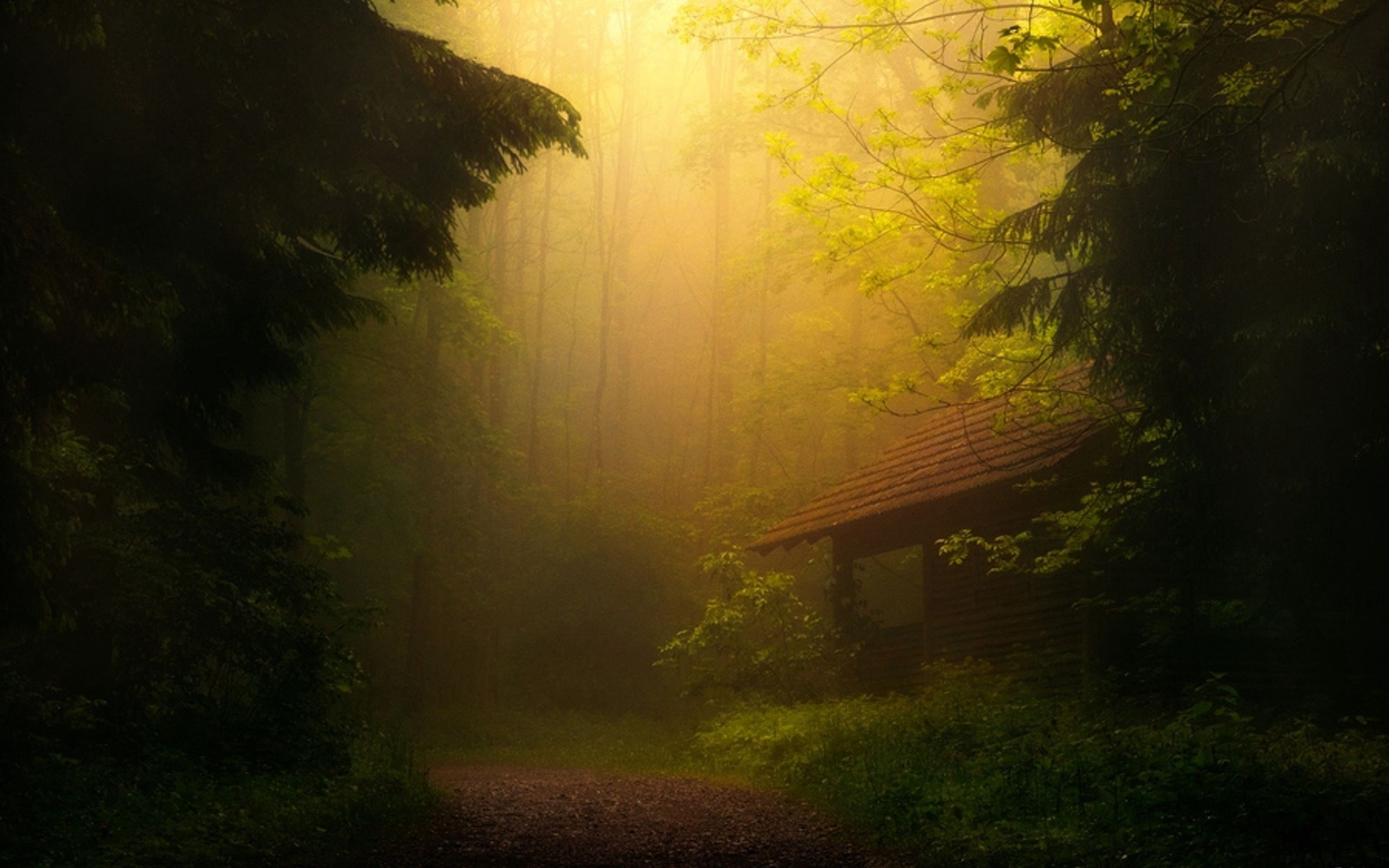 thicket, fog, forest, 2K, trees, HD Wallpaper