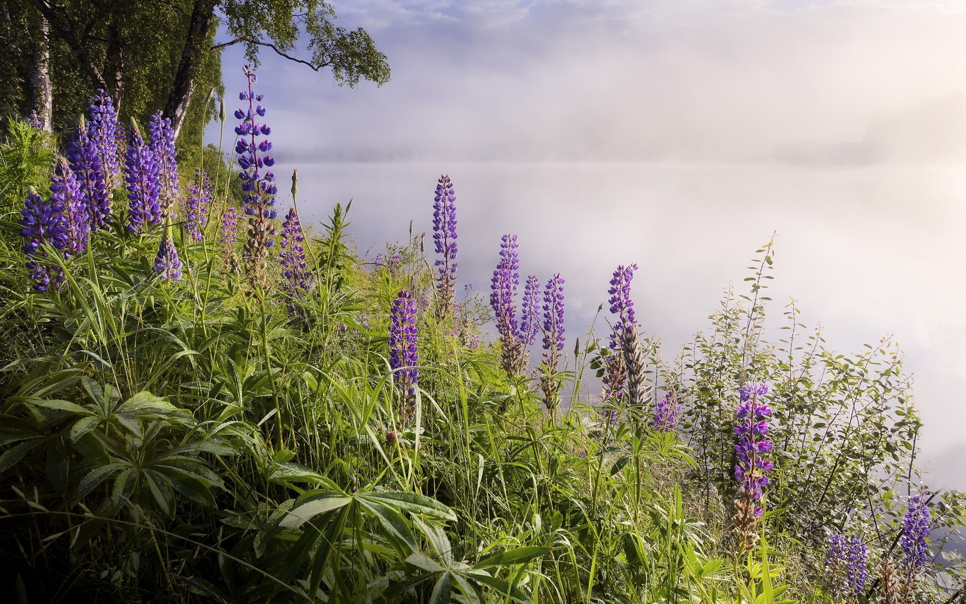Morning, Flowers, 1080P, Fog, Lake, HD Wallpaper