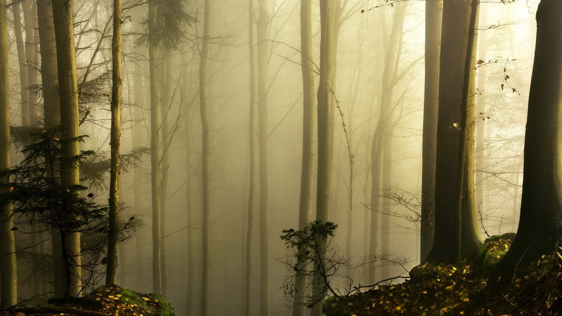 cold temperature, sunlight, season, tree trunk, spooky, woodland, leaf, land, autumn, growth, hazy, woods, forest, mystery, 1080P, beauty In Nature, HD Wallpaper