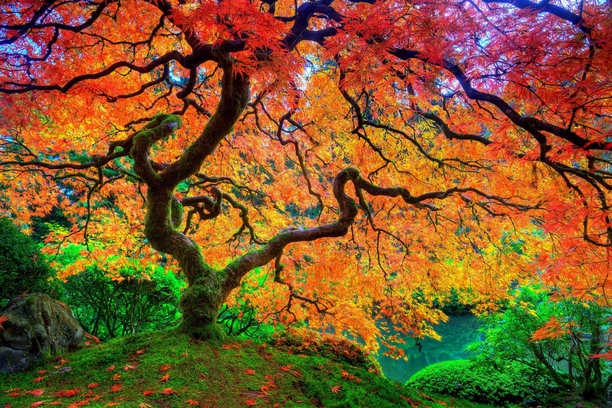 leaf, season, ultrahd, 1080P, tree, maple, natural, uhd, beauty, japanese, autumn, HD Wallpaper