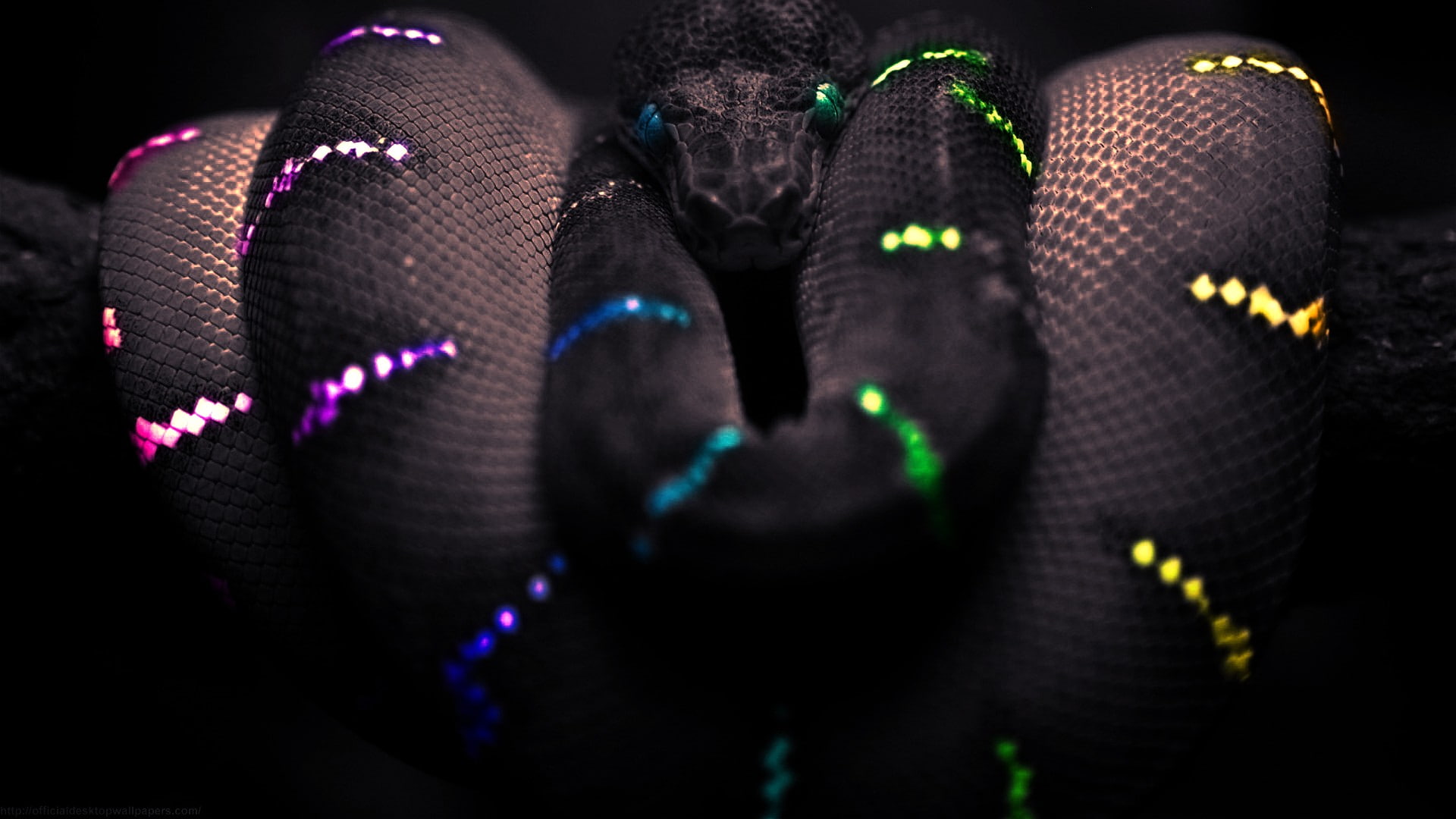 black, selective coloring, 1080P, snake, digital art, animals, Boa constrictor, HD Wallpaper