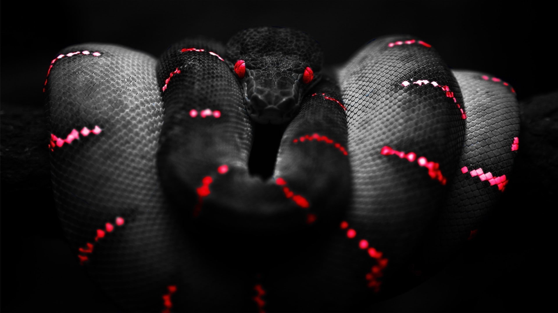 Boa Constrictor, black, red, 1080P, snake, HD Wallpaper