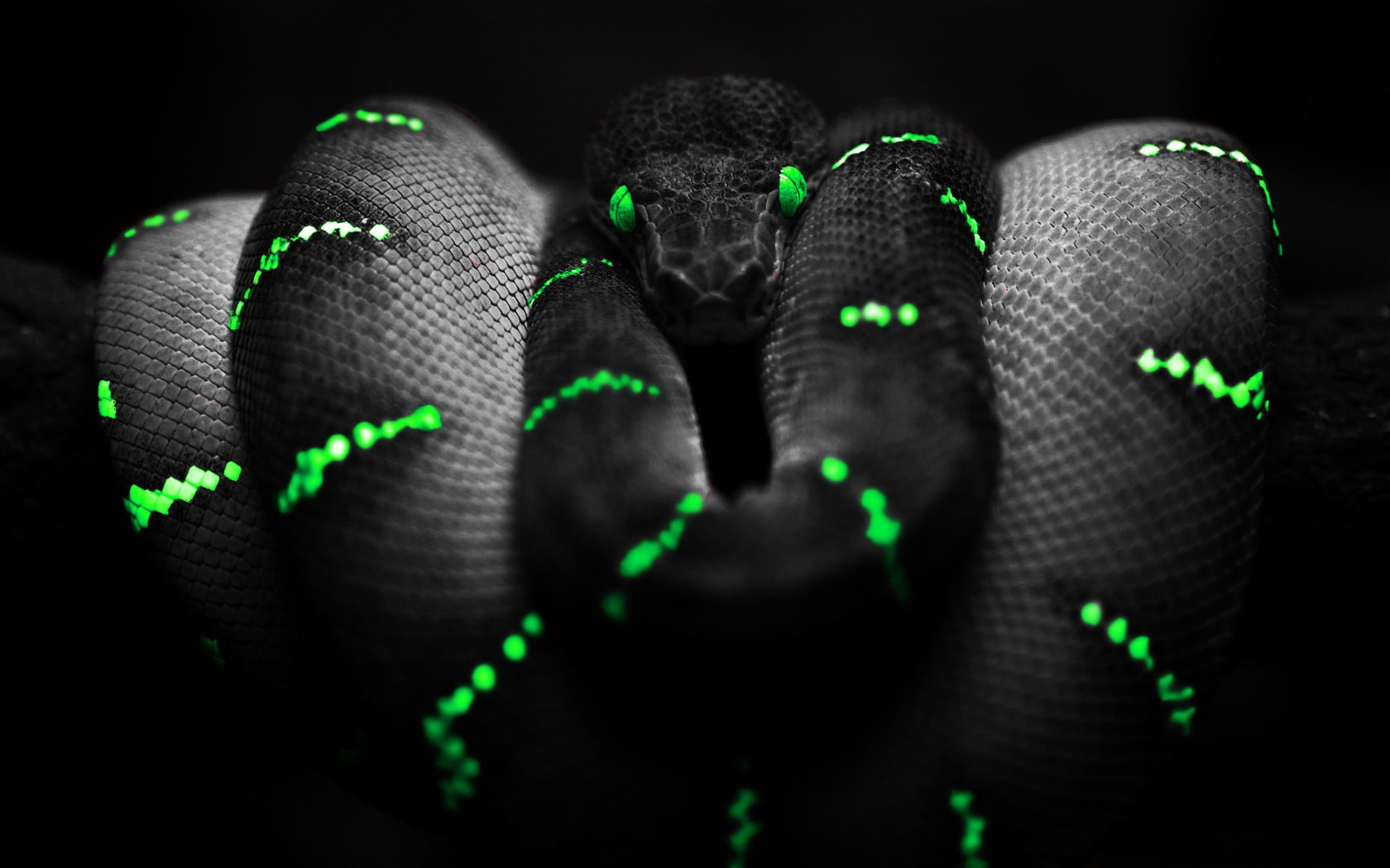 green eyes, Boa constrictor, snake, 720P, selective coloring, HD Wallpaper