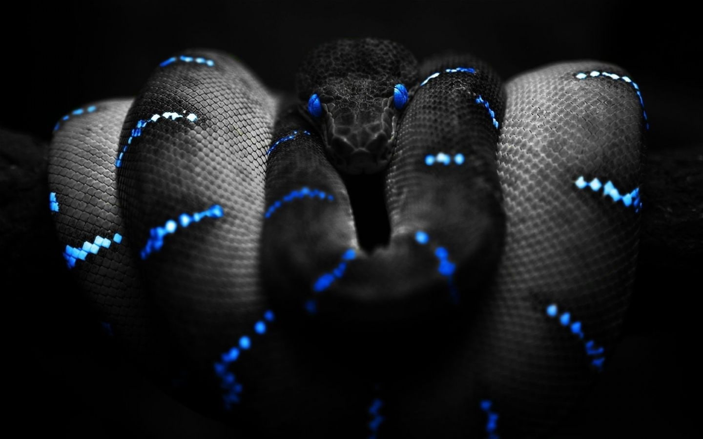 selective coloring, Boa constrictor, animals, snake, 720P, HD Wallpaper