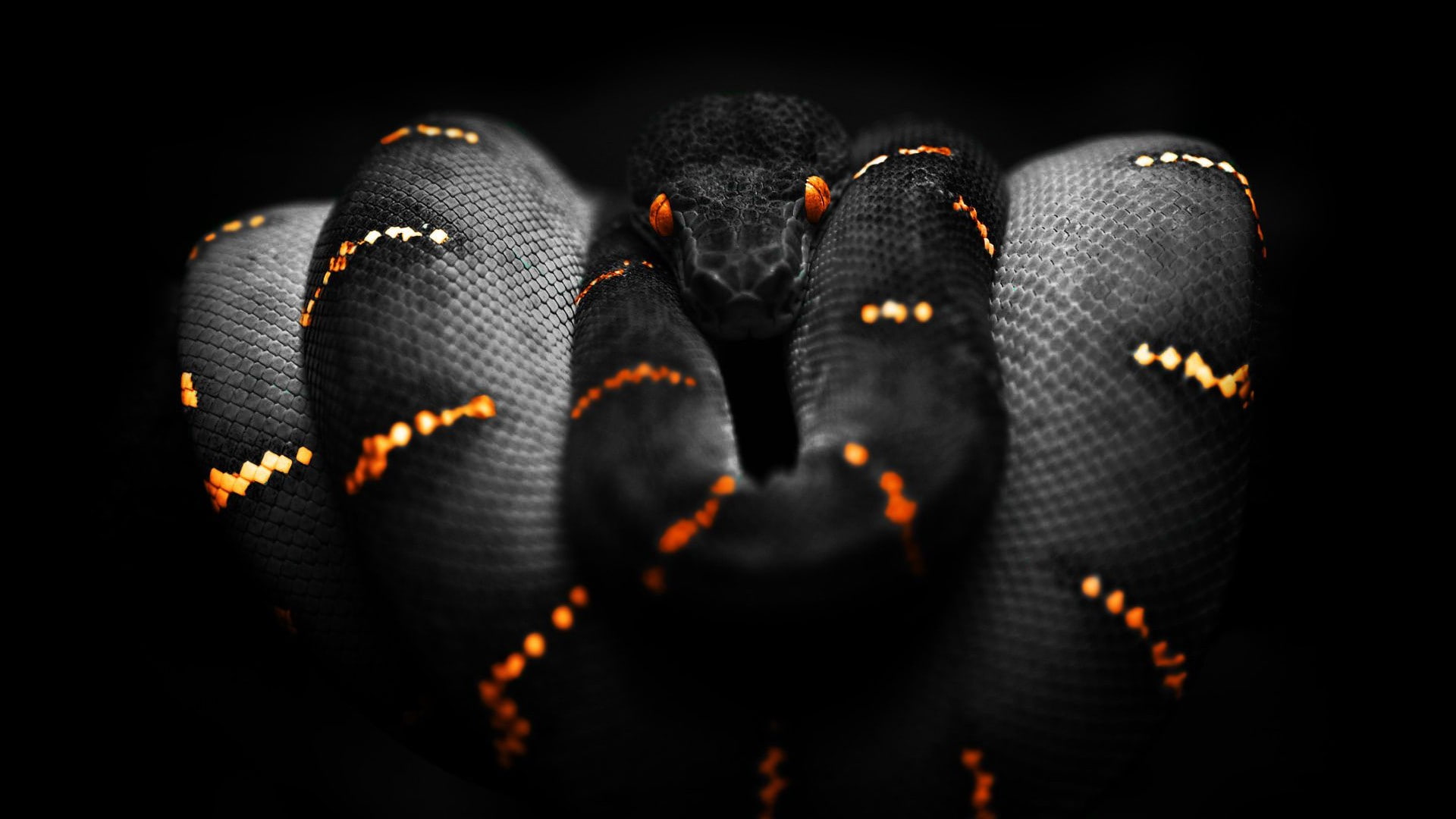 Boa constrictor, digital art, black, 1080P, selective coloring, animals, orange, snake, HD Wallpaper