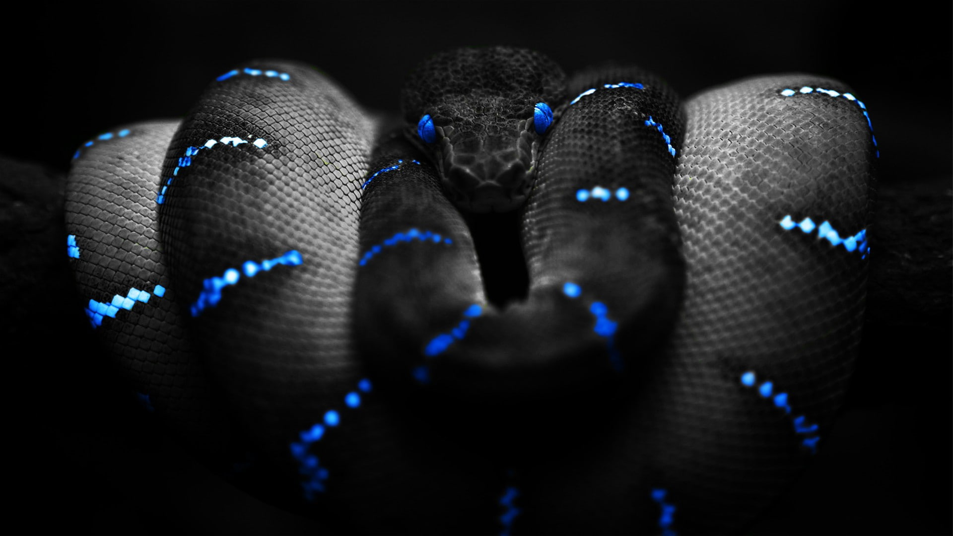 selective coloring, blue, snake, black, Boa constrictor, 1080P, digital art, HD Wallpaper