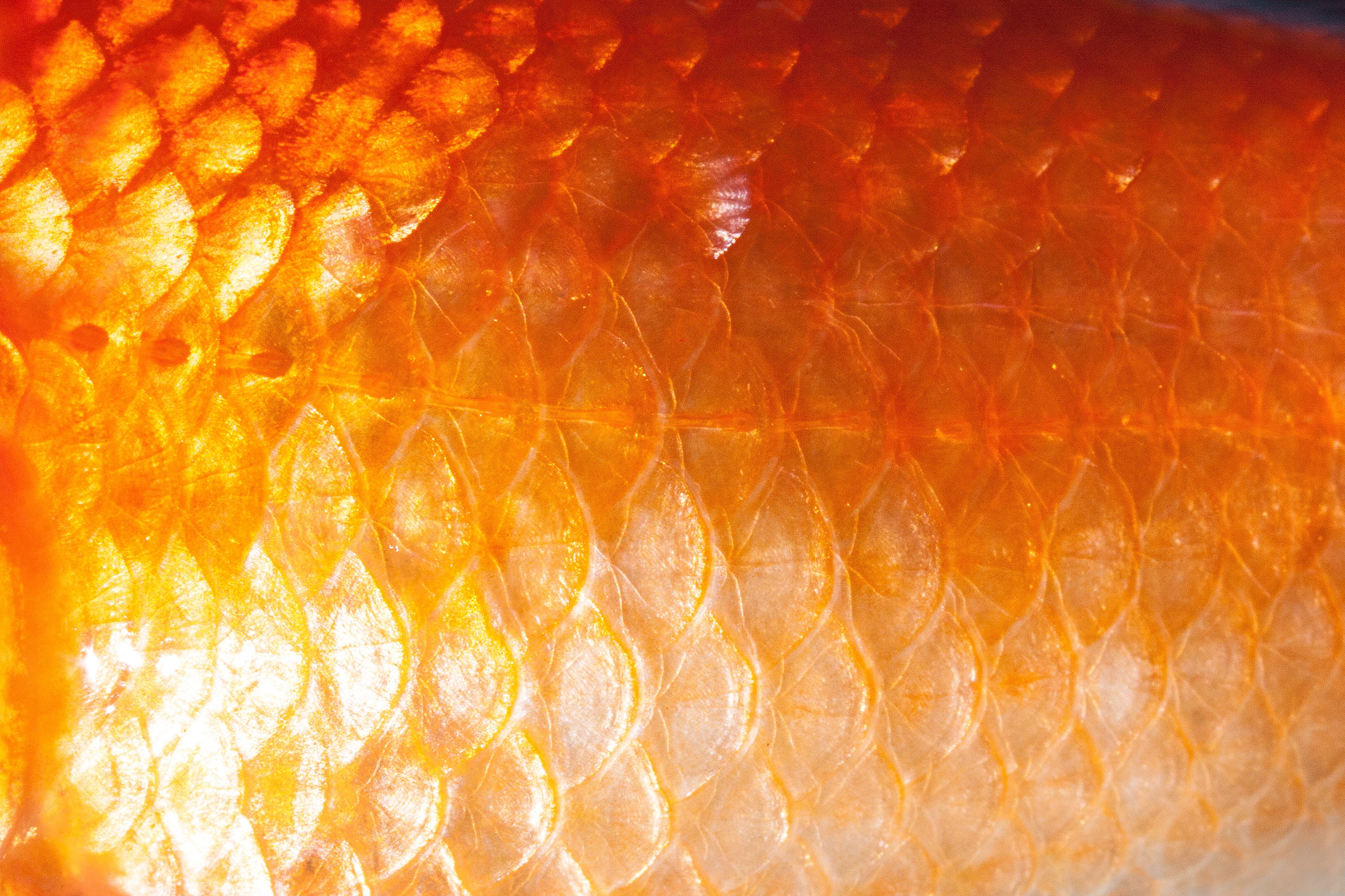 goldfish, white, abstract, backgrounds, structure, cyprinidae, karpfenfisch, macro, shiny, orange, orange color, close-up, fish, pattern, gold colored, HD Wallpaper