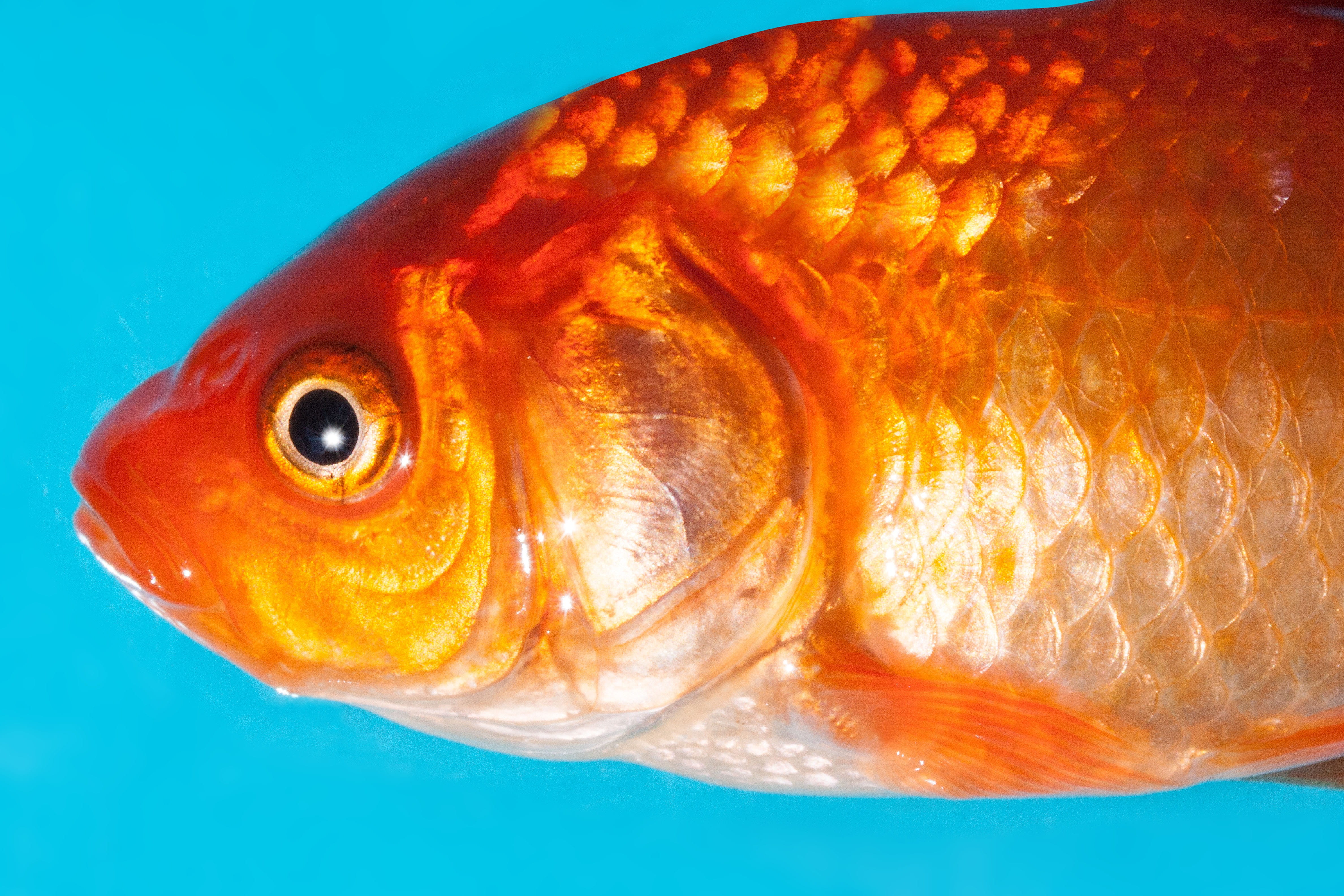close, sea life, close-up, gold, orange, animal, fish, water, animal eye, indoors, swimming, animals in the wild, animal body part, white, undersea, animal themes, HD Wallpaper