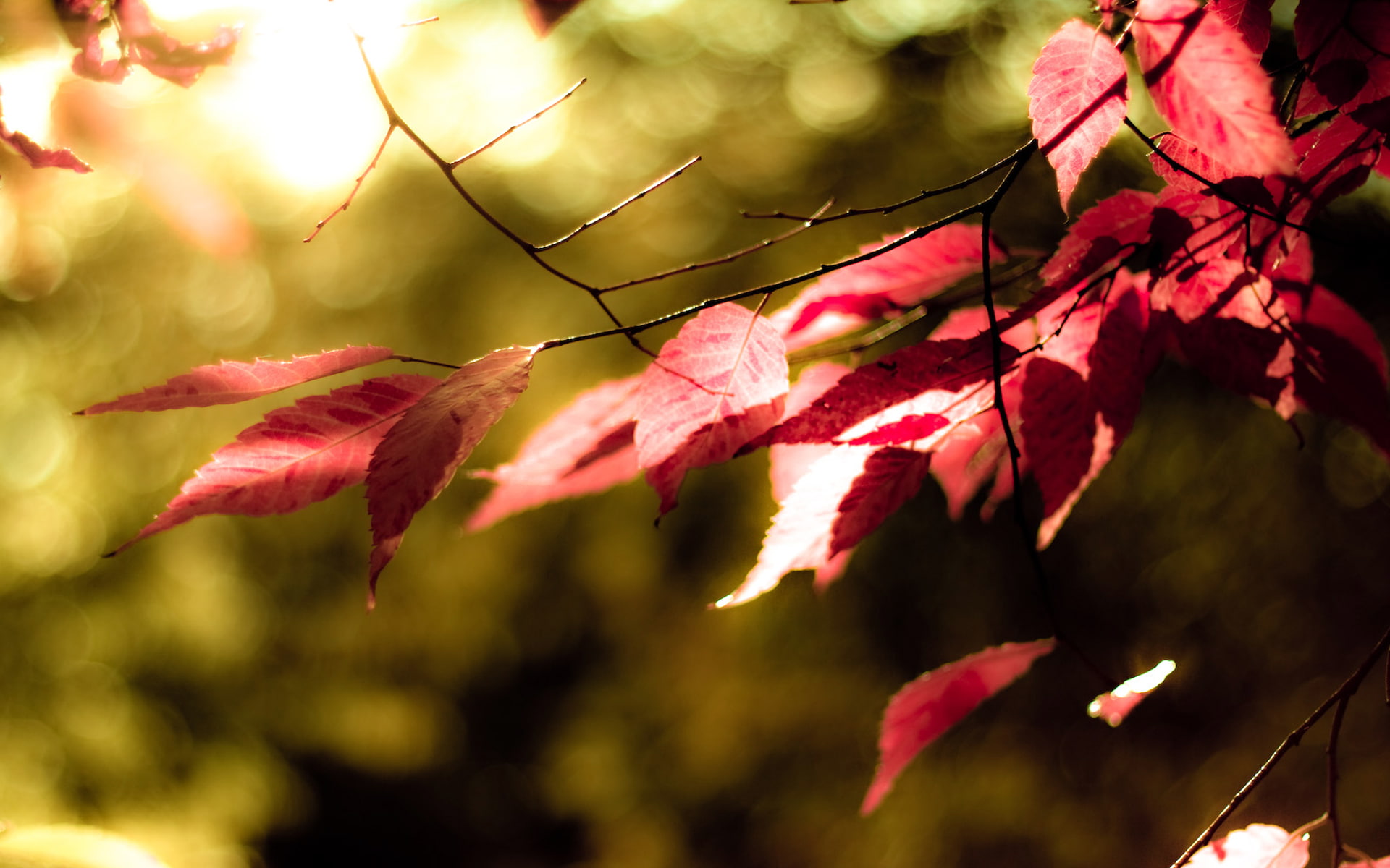 color, greens, autumn, 1080P, leaves, red, Kolor, tree, HD Wallpaper