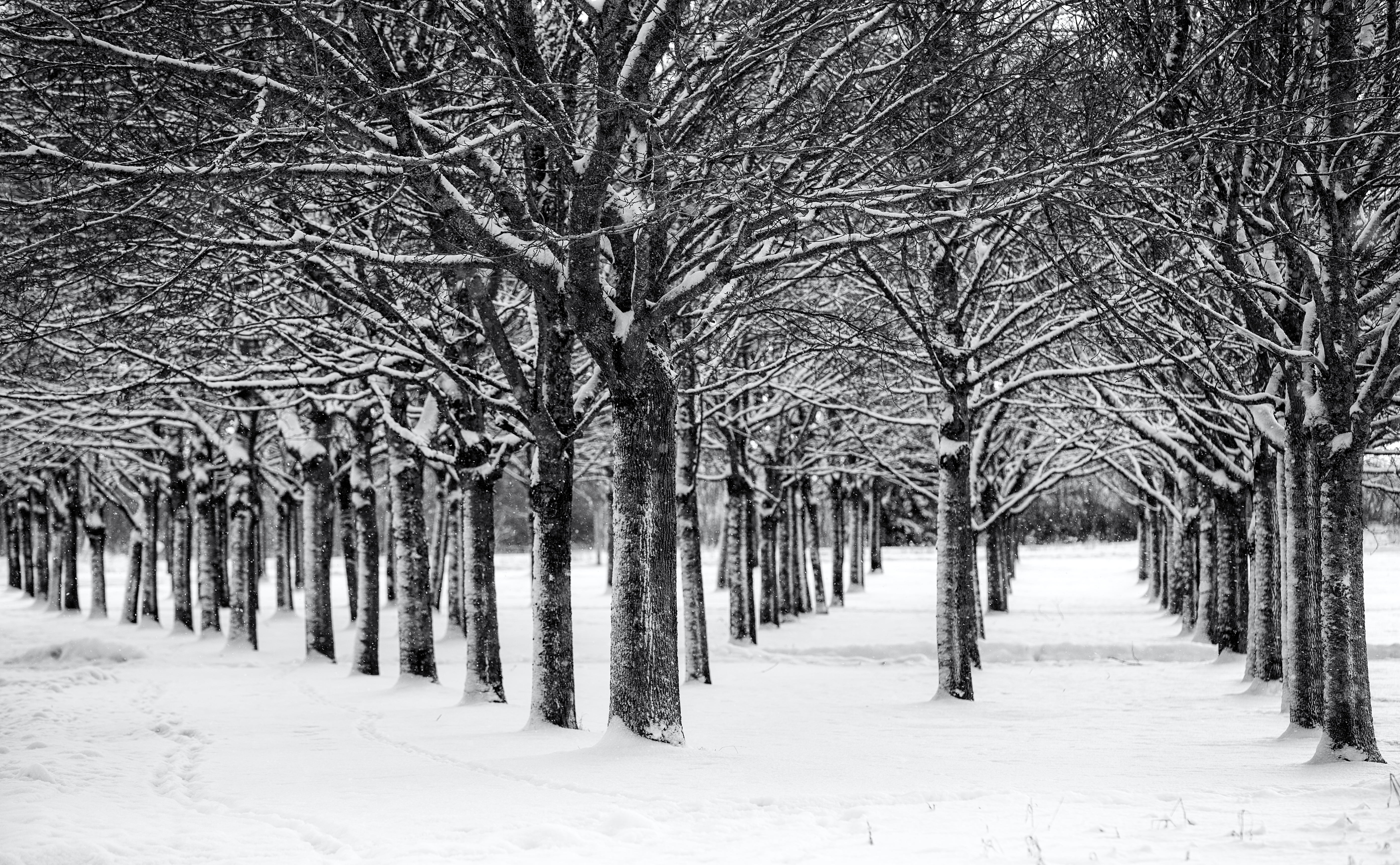Sala, cold - Temperature, branch, Winter, 5K, Sverige, black And White, Snö, nature, USM, Canon EF, day, Tree, landscape, backe, forest, covered, black, HD Wallpaper