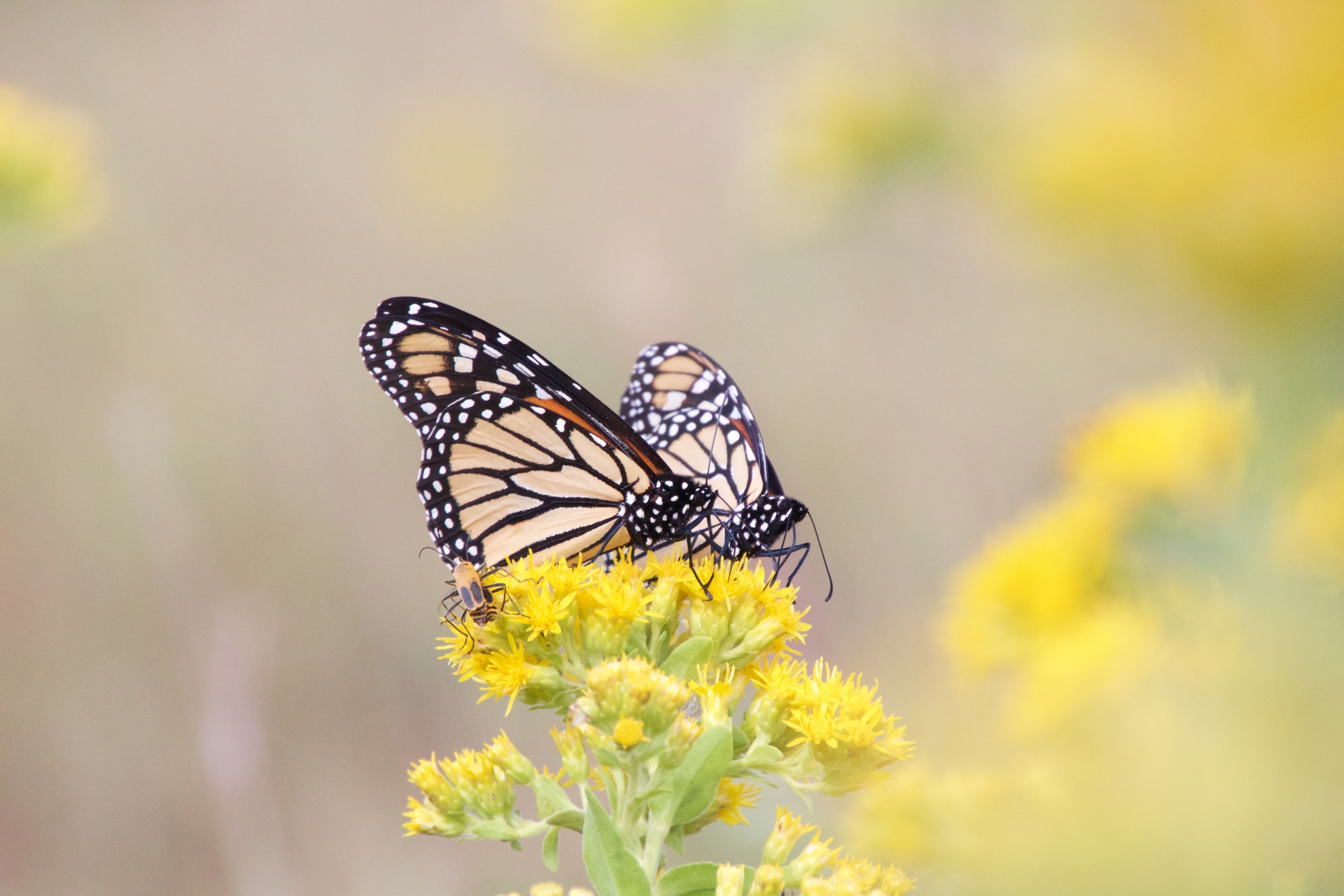 flower, butterfly - Insect, U.S. FISH AND WILDLIFE SERVICE, beauty In Nature, selective, Monarch Butterfly, butterflies, 5K, insect, focus, animal, monarch, HD Wallpaper